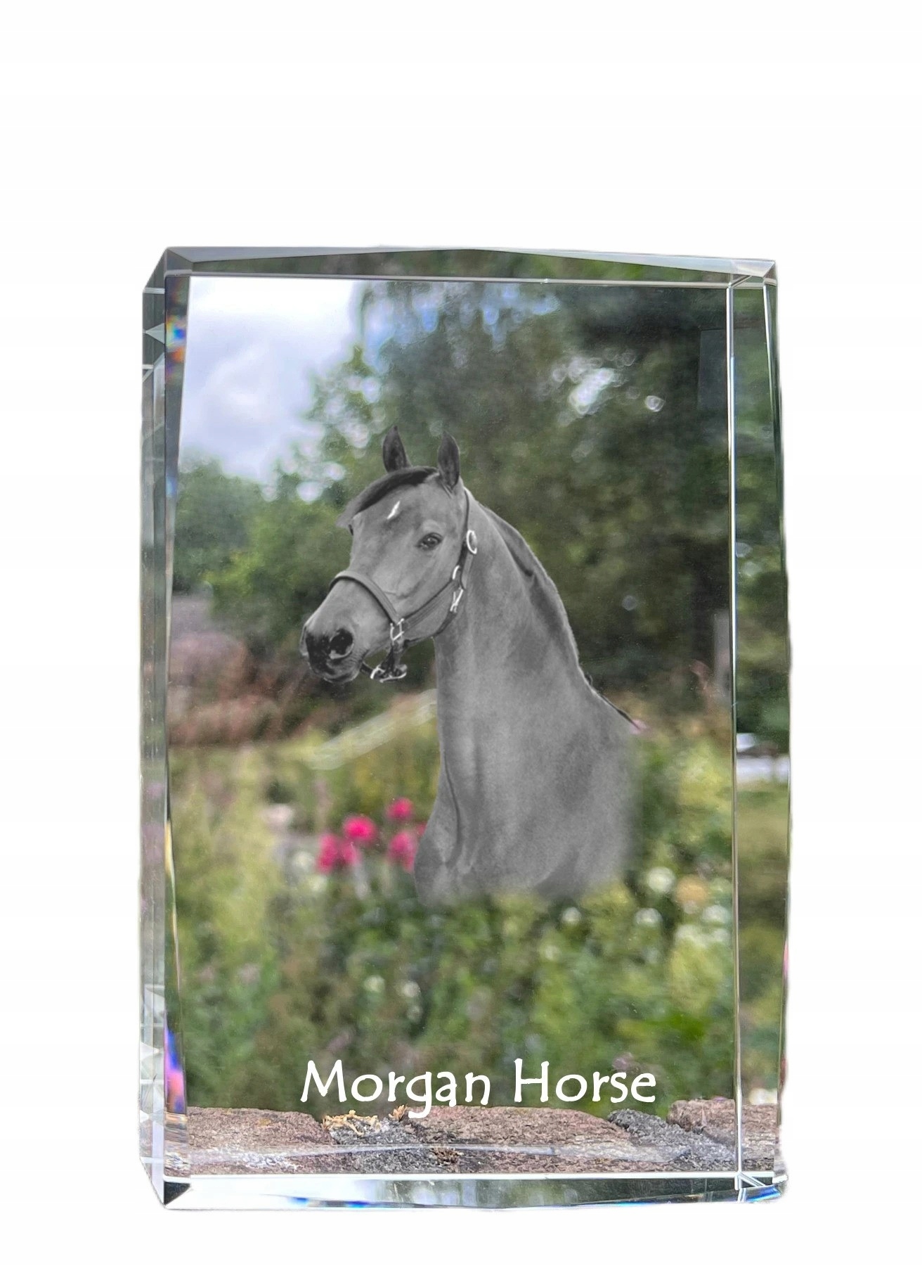 Kôň Morgan fotografia v kryštáli, suvenír, trofej, poďakovanie