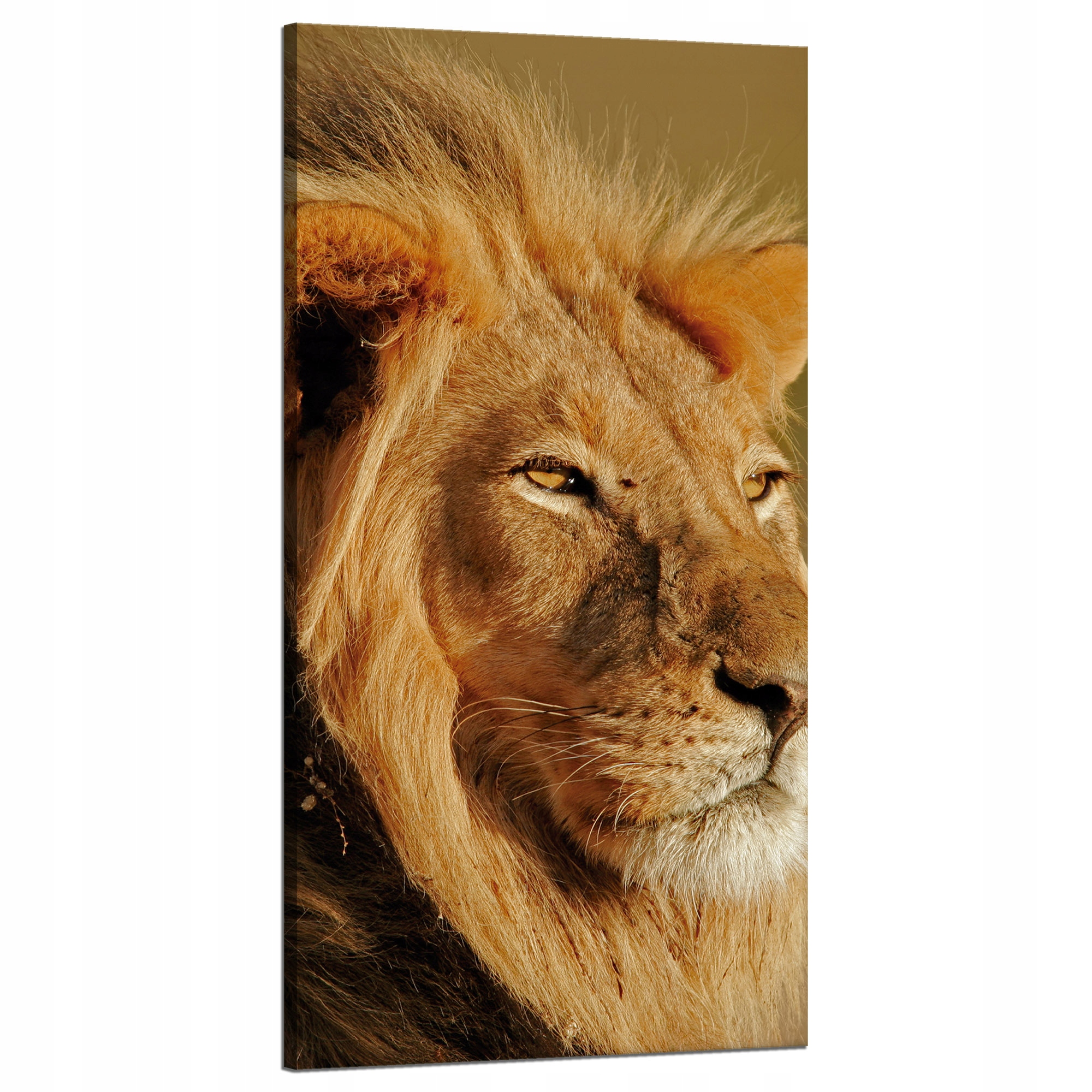 Obraz na plátně Lev v záři Slunce Tvář Příroda 60x120 cm