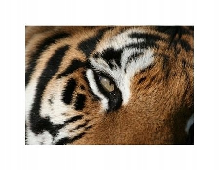

eye of the Tiger - reprodukcja 40x40 cm