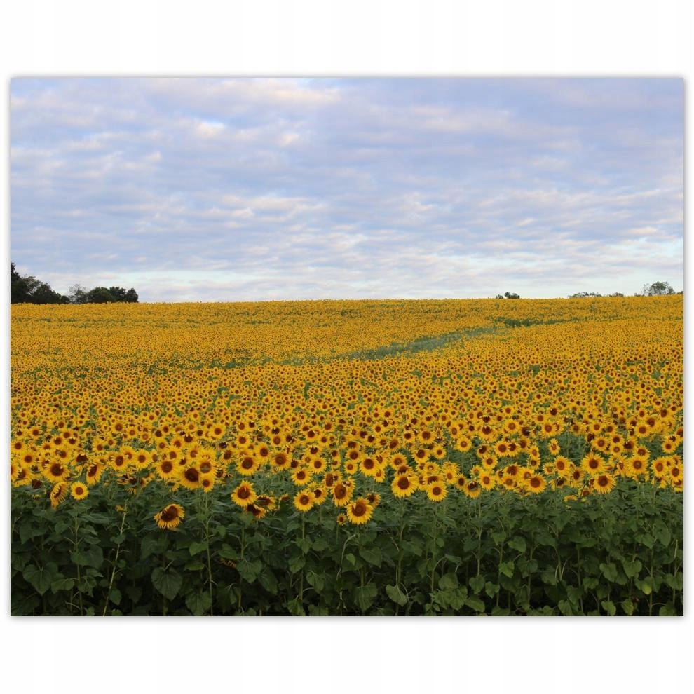 

Plakat 50x40 Pole słoneczników