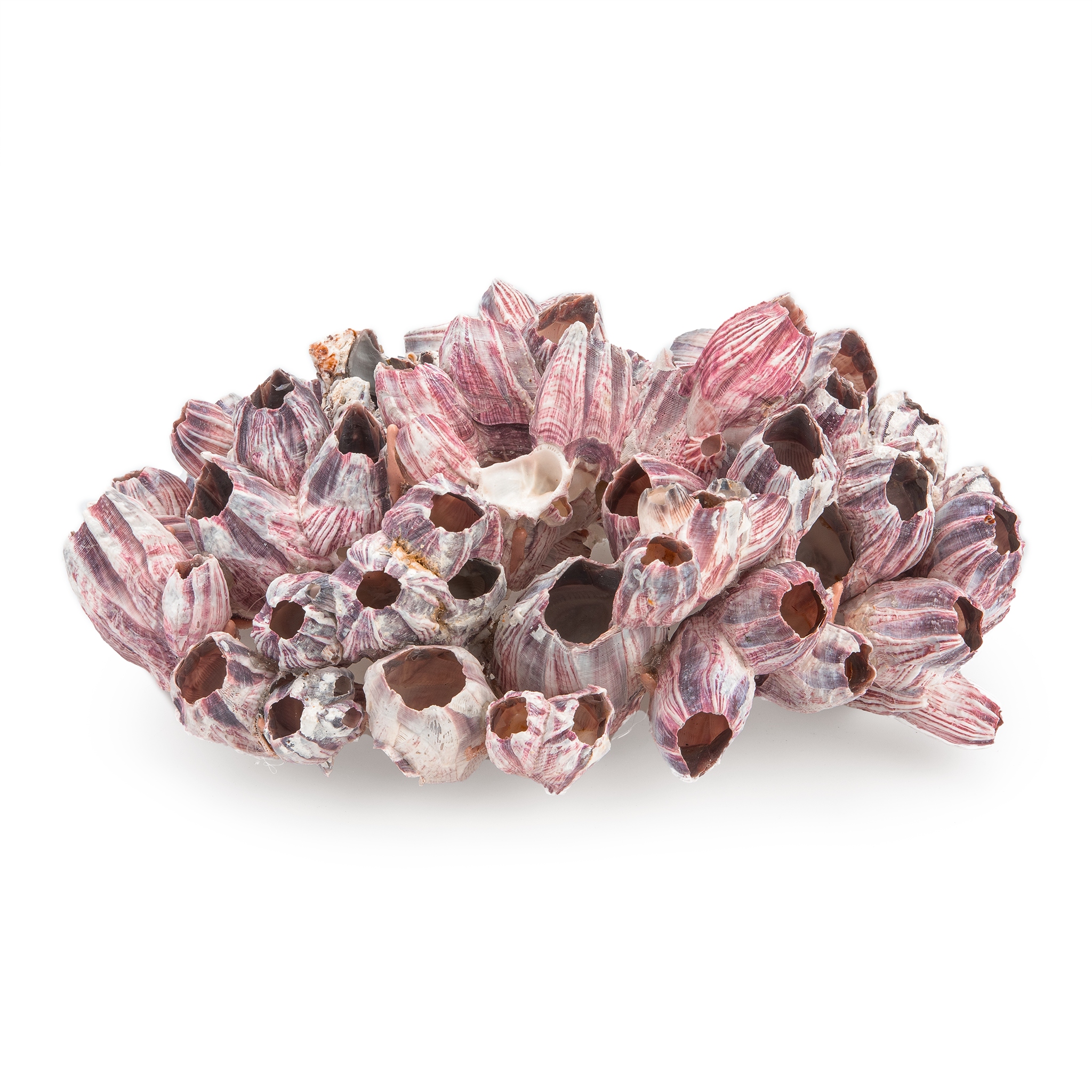 Levně Mušle do akvária Barnacle Pupeny 20-25 cm