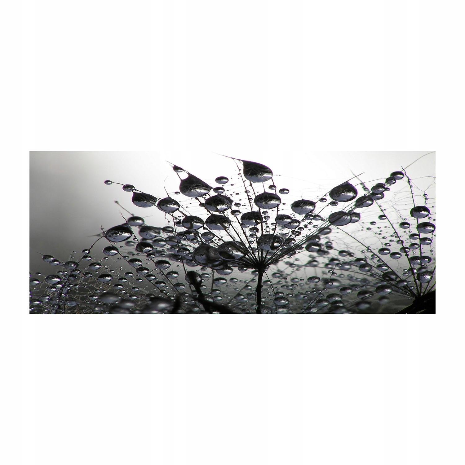 

Foto obraz szkło akryl Nasiona dmuchawca 125x50 cm