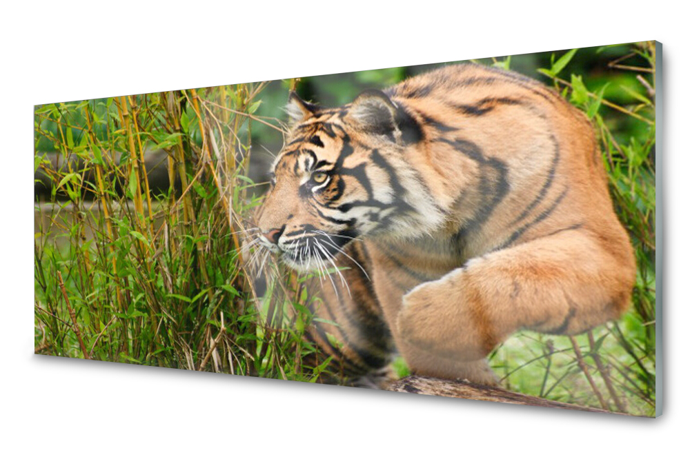 Sklenený panel do kuchyne Tiger Zvieratá 125x50