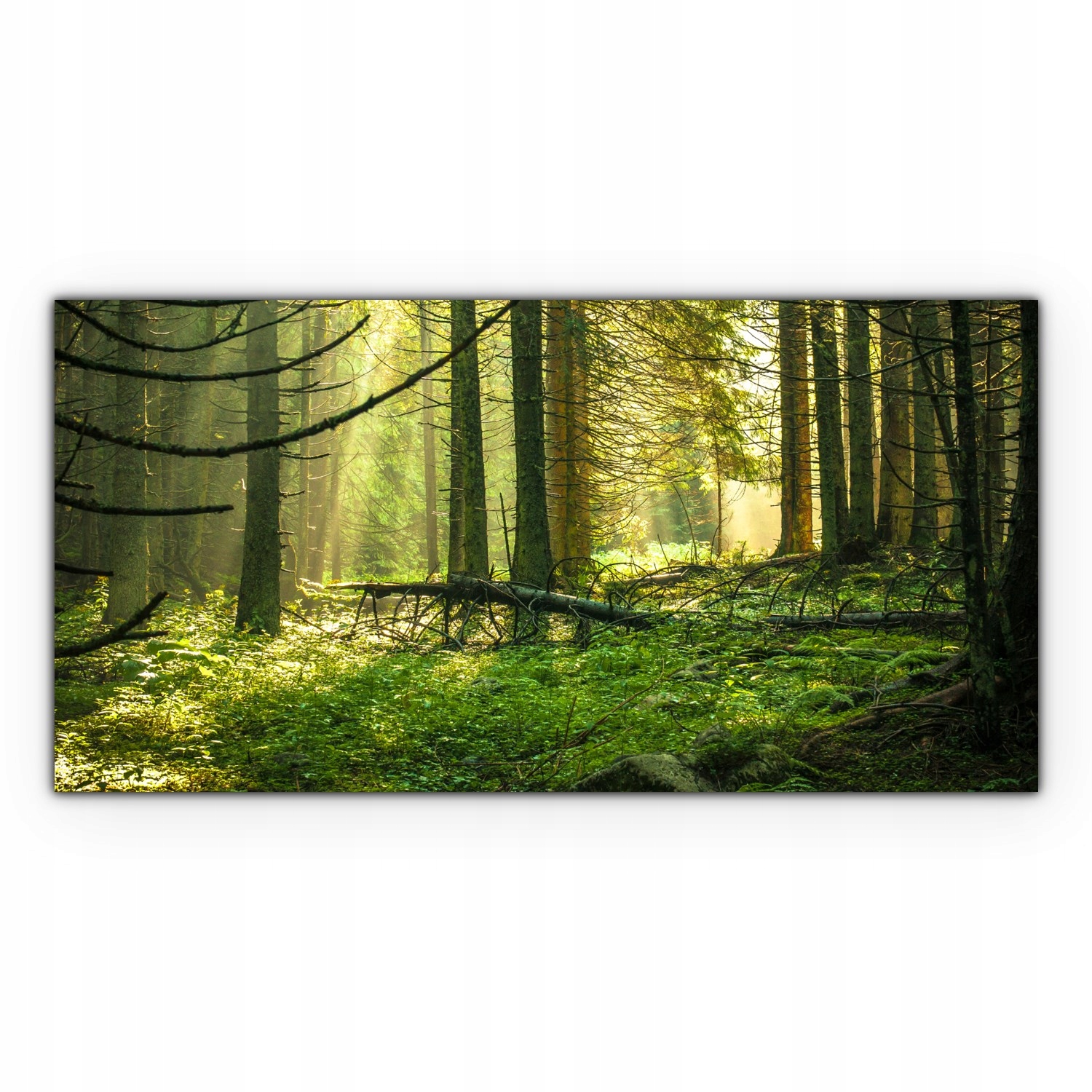 

Canvas na ramie na ścianę 140x70 Las Drzewa Natura