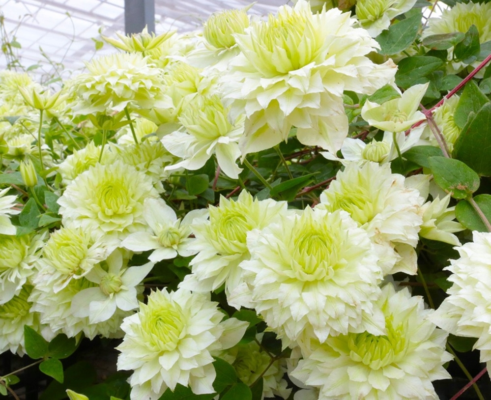 Powojnik Clematis MANJU