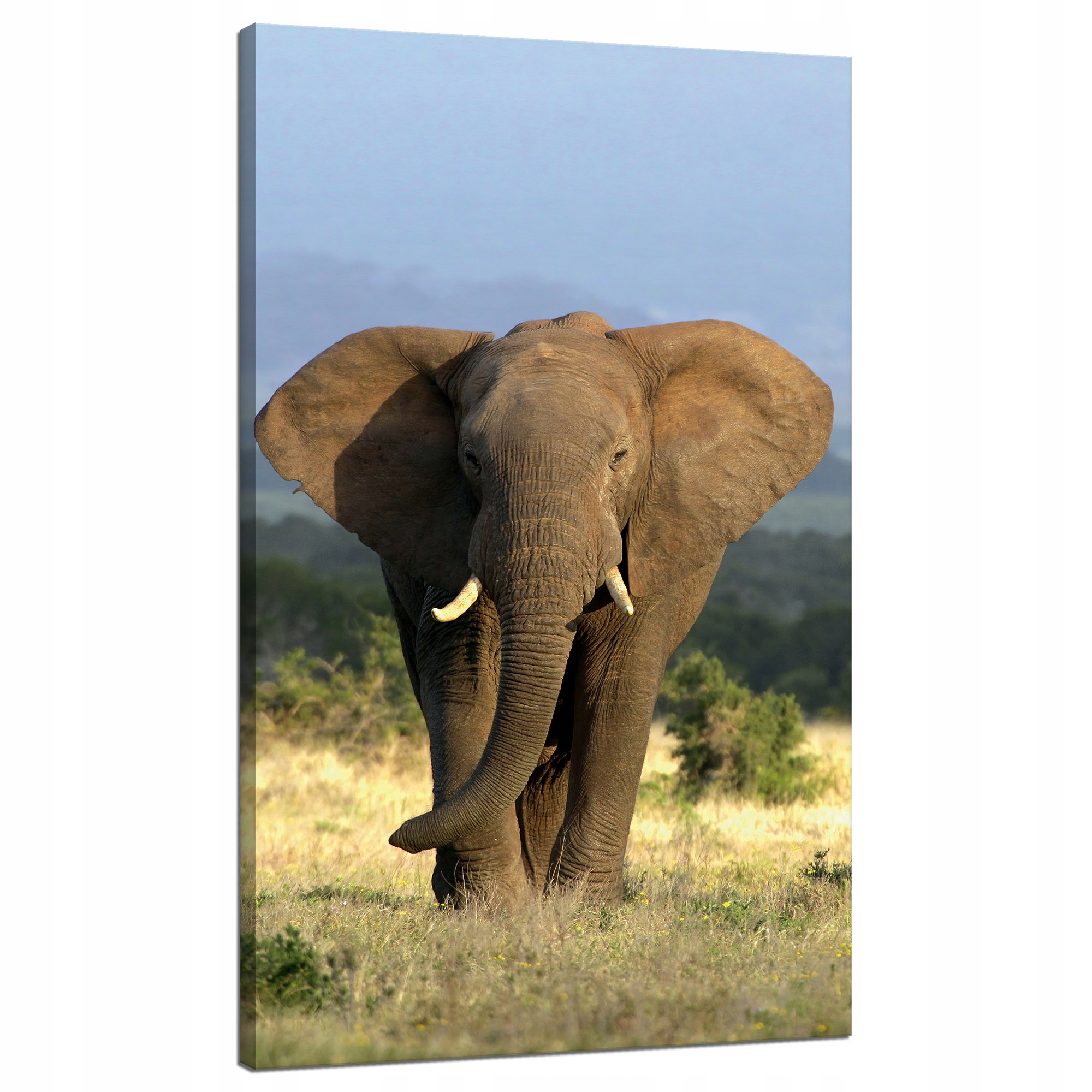 Obraz na plátně Slon Afrika Savana Příroda Umění 70x120 cm