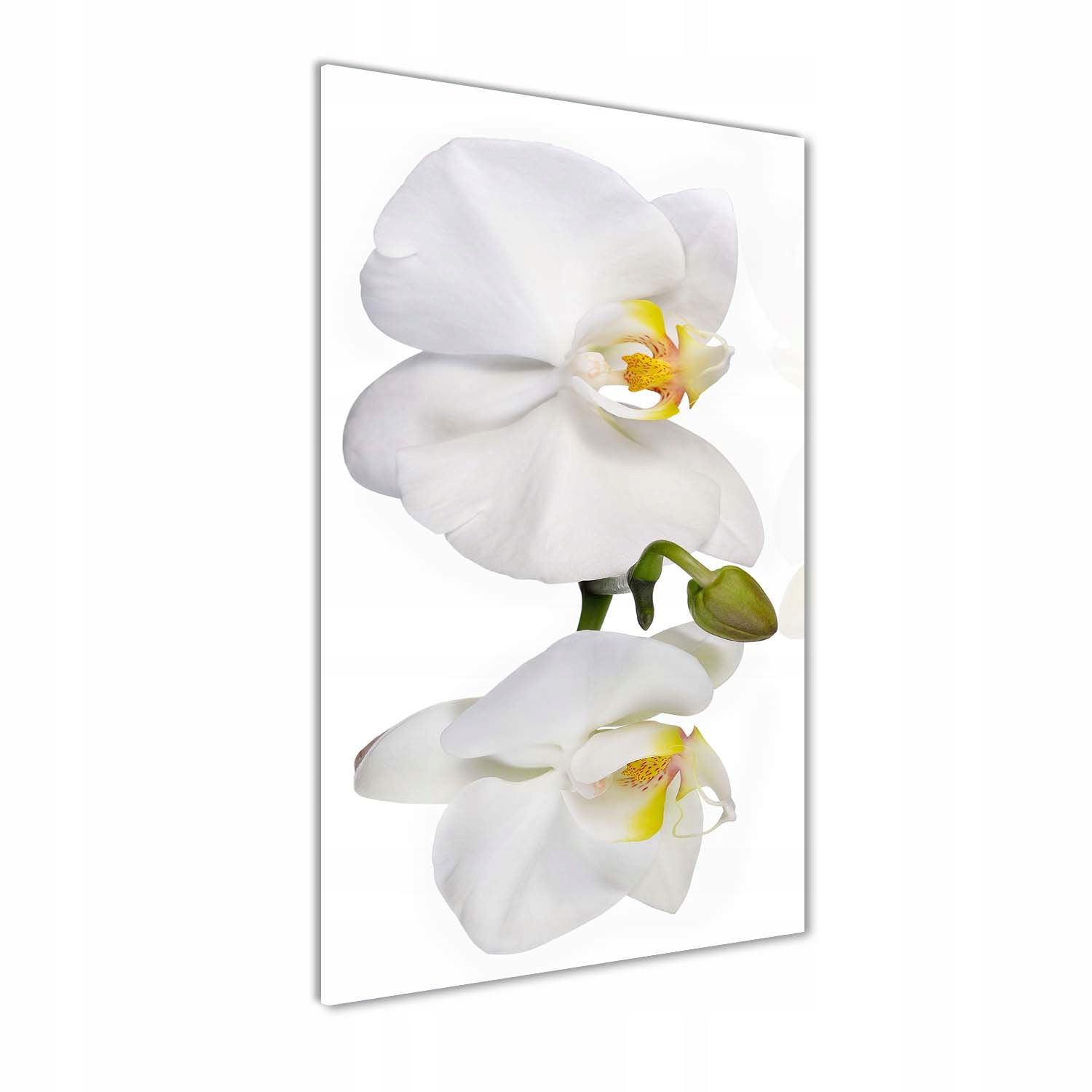 

Foto obraz akryl do salonu Biała orchidea 50x100cm