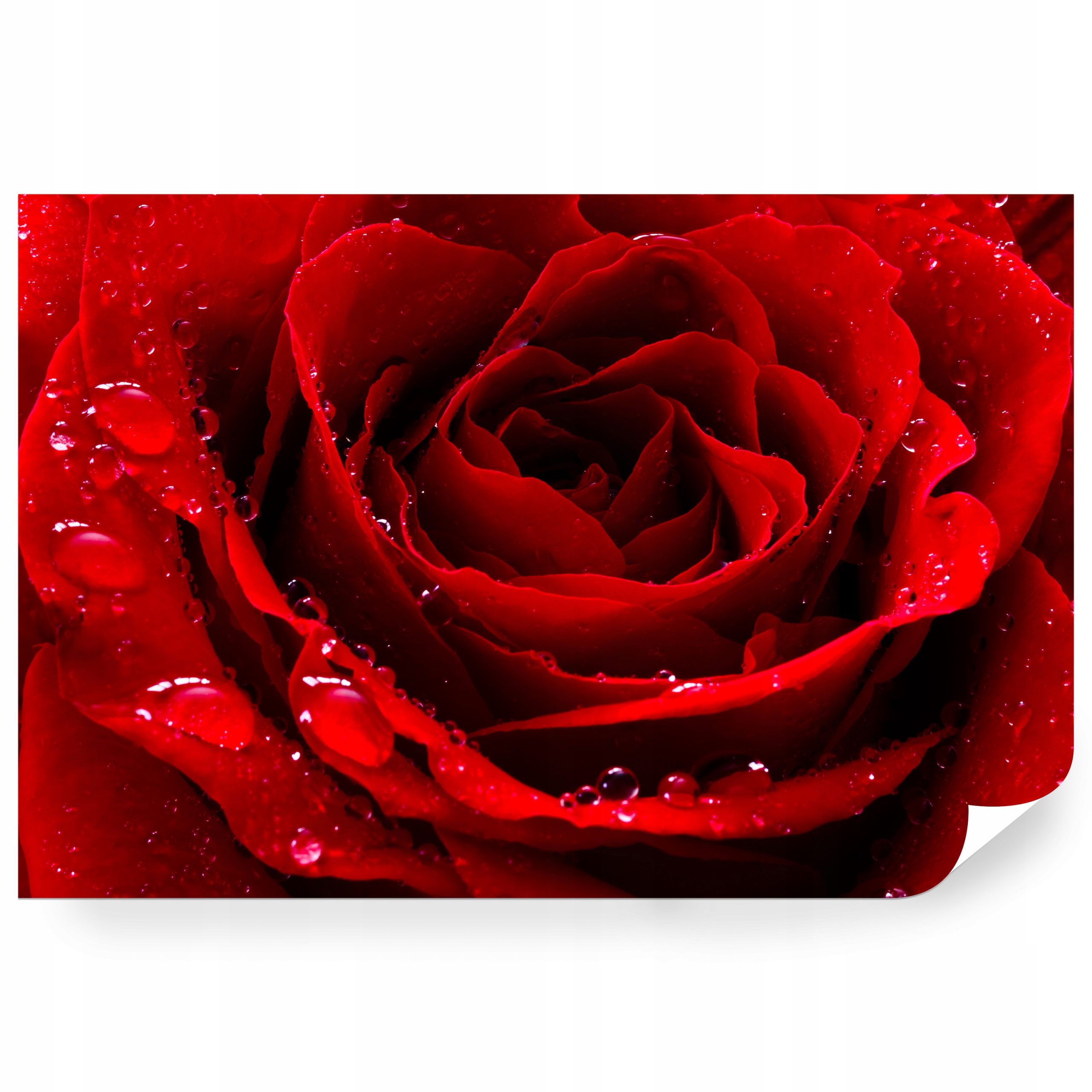 Fototapeta samolepicí Červená Růže S Kapkami Rosy 416 x 290 cm