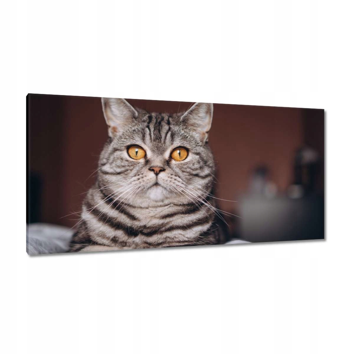 Obrazy 115x55 Kočka Kotě Kočičky Kočička