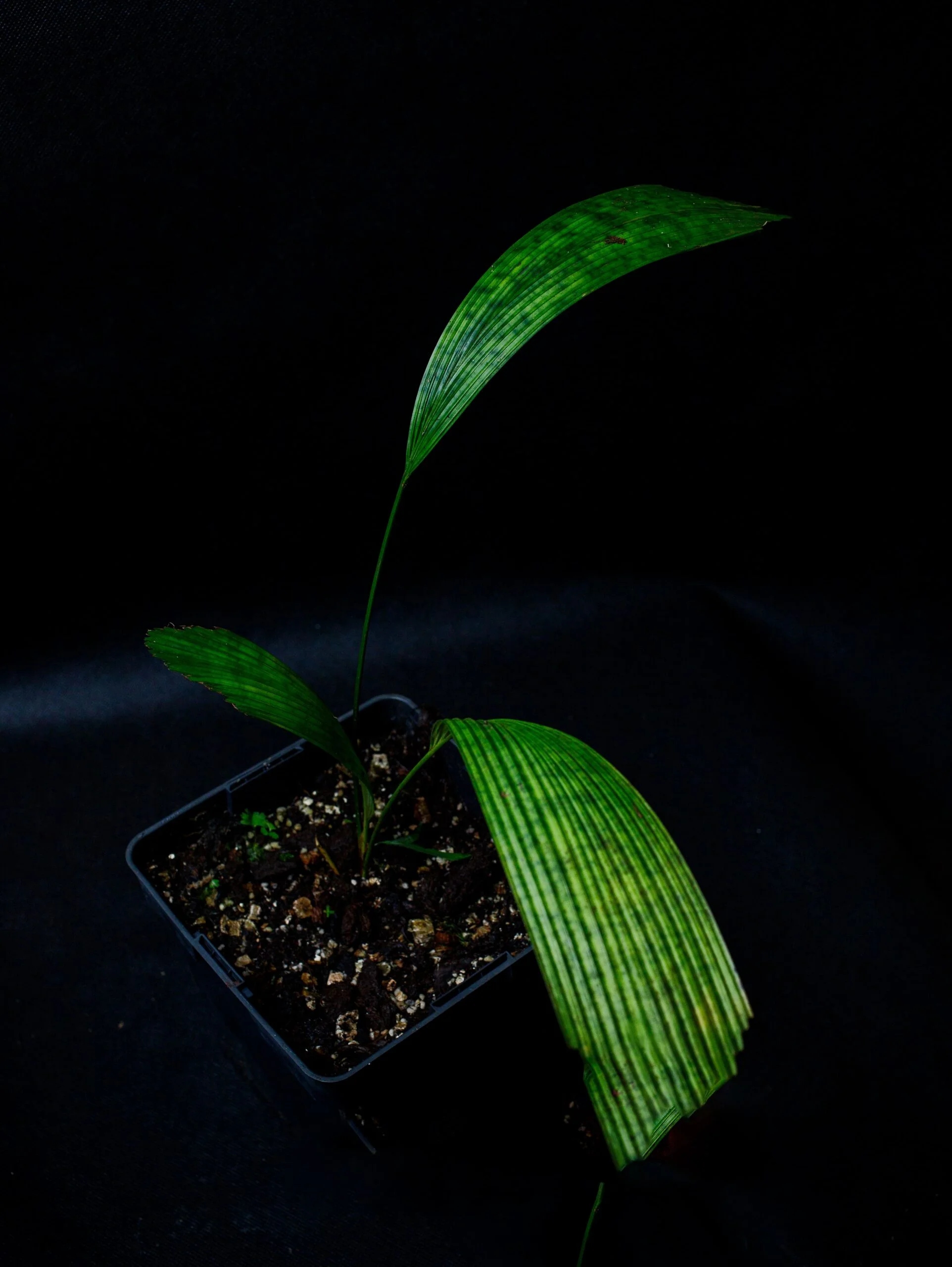 Levně Pinanga sp. „Misty Splash“