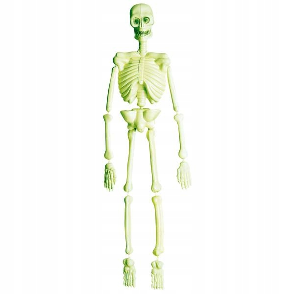 KOŚCIOTRUP ŚWIECĄCY SZKIELET KOŚCI HALLOWEEN Marka Widmann