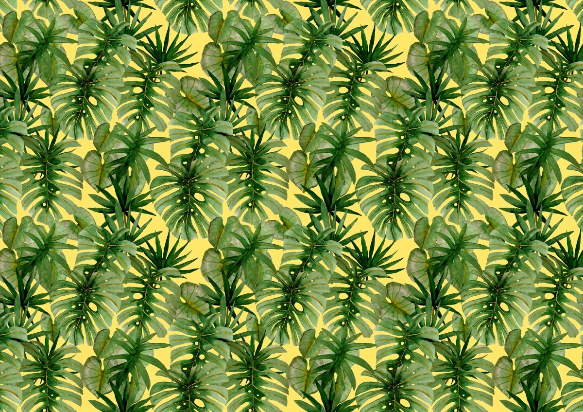 

Fototapeta Flizelinowa Palma Monstera 208x146