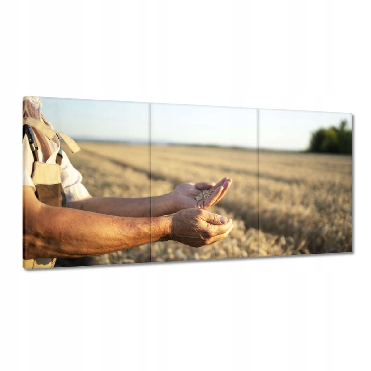 Obrazy 180x90 Ruky farmára s pšenicou
