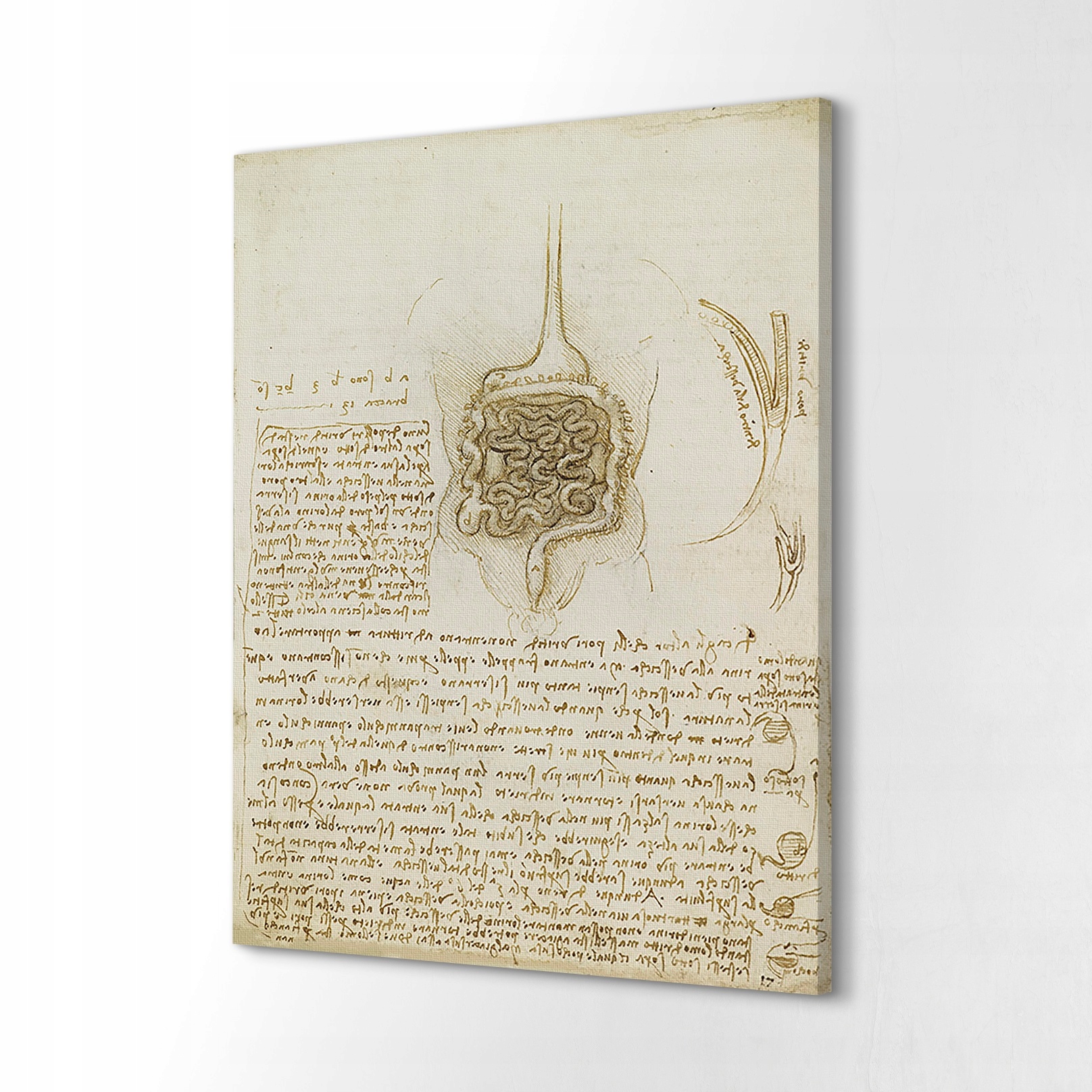 Výtisk na plátně 60x80 Střeva a žaludek Da Vinci