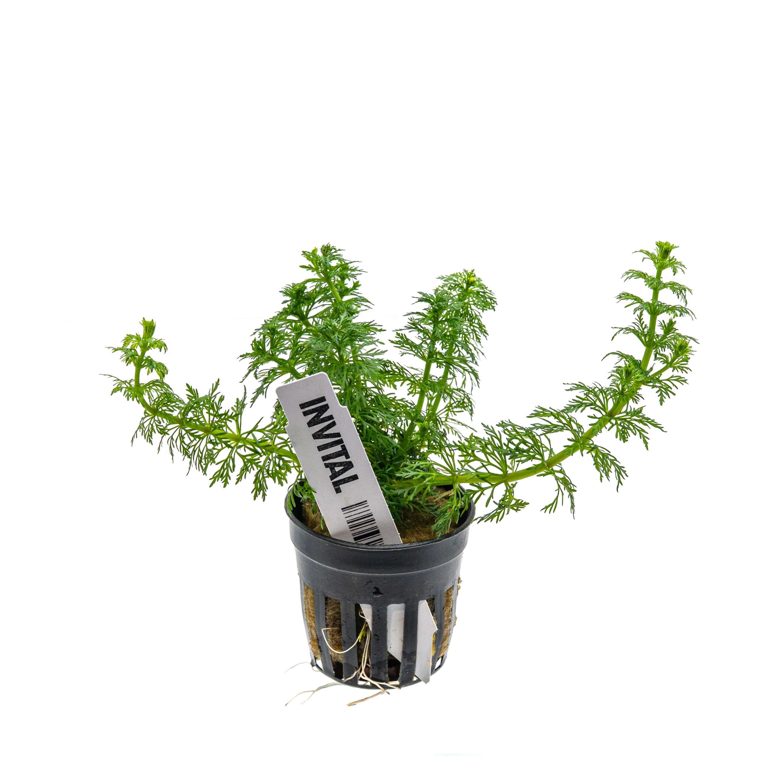 INVITAL Limnophila sesiliflora koszyk Ø 5,5 cm