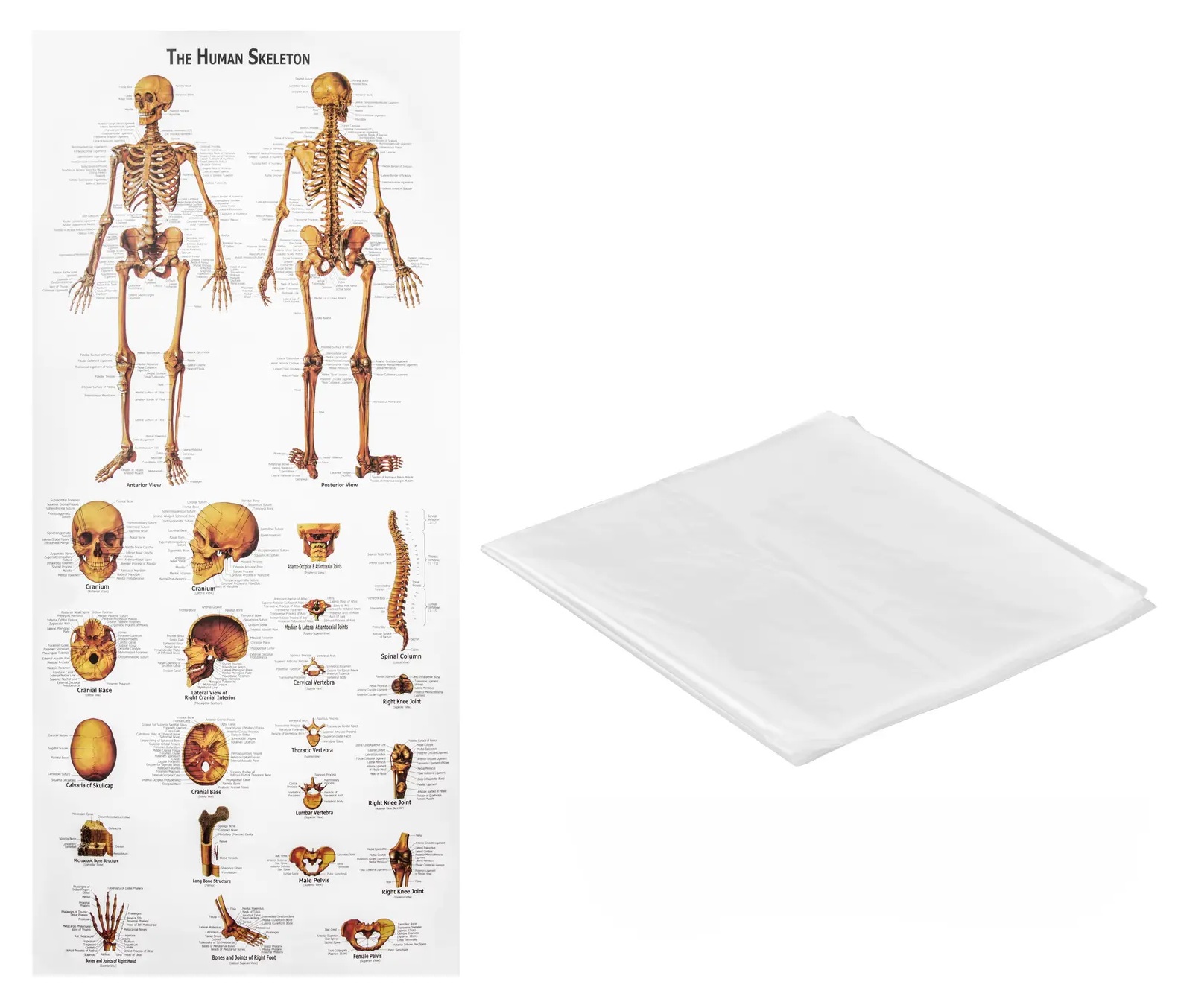Model anatomiczny szkieletu człowieka 1:1 kolorowy Physa PHY-SK-2 10040238