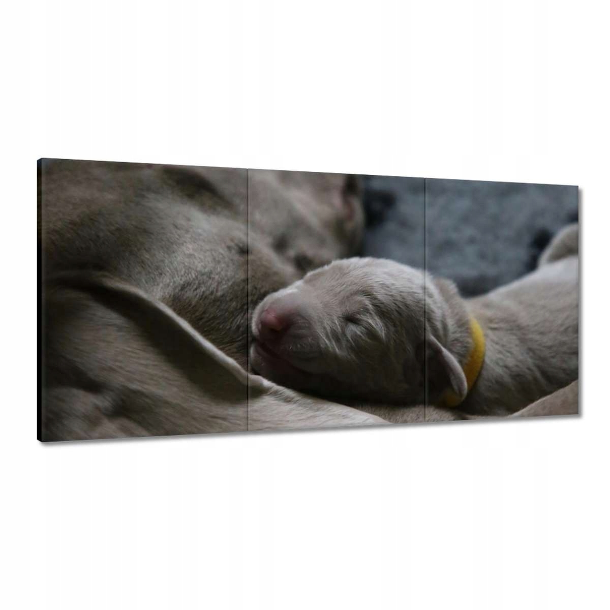 Obrazy 180x90 Pes Psík