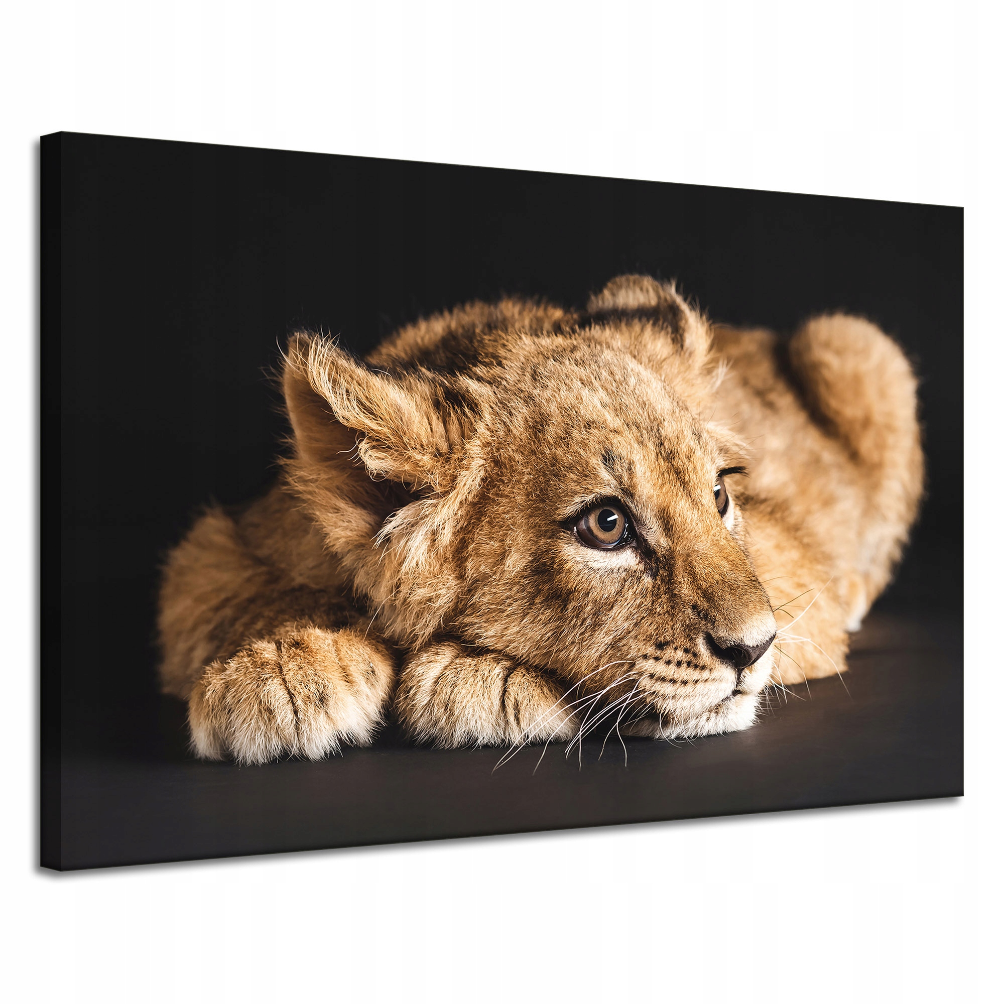 Obraz na plátně Ležící malý lev Příroda 120x80 cm
