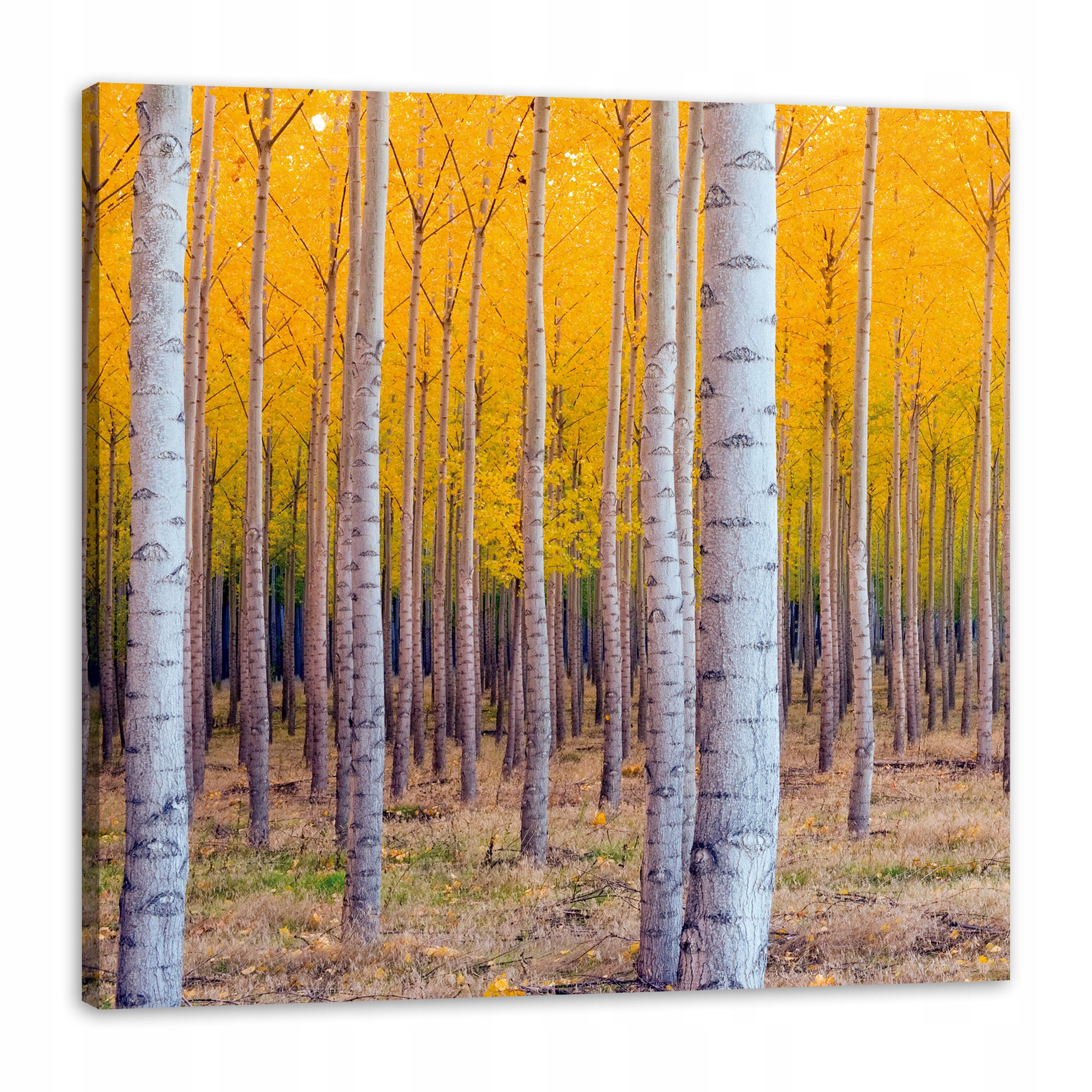 Obraz na plátně Břízy na podzim Žluté listy 80x80 cm Ideální jako dárek