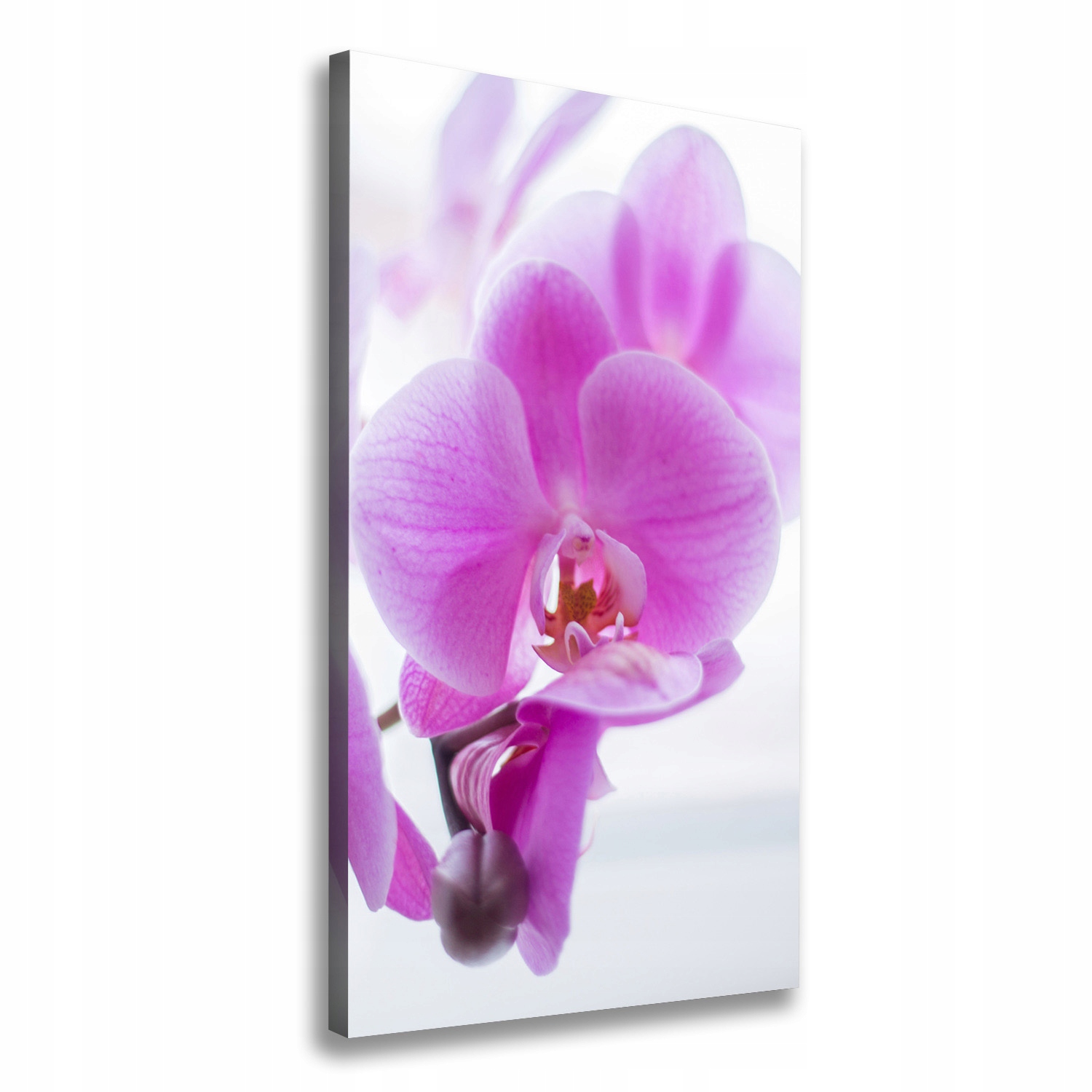 

Foto obraz na płótnie Różowa orchidea 50x100 cm