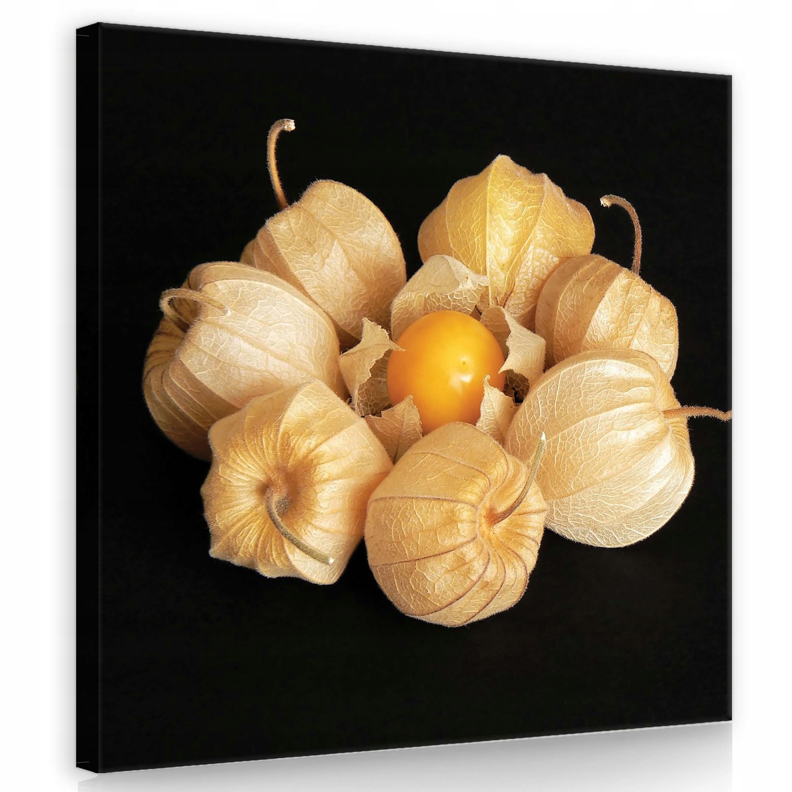 Obraz 80x80 Mochyně zlaté lampiony oranžové ovoce černé pozadí přiblížení