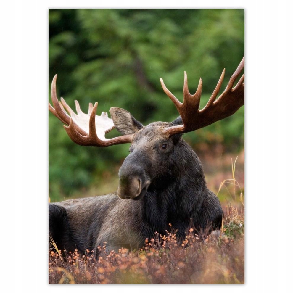 

Plakaty 50x70 Łoś na hali