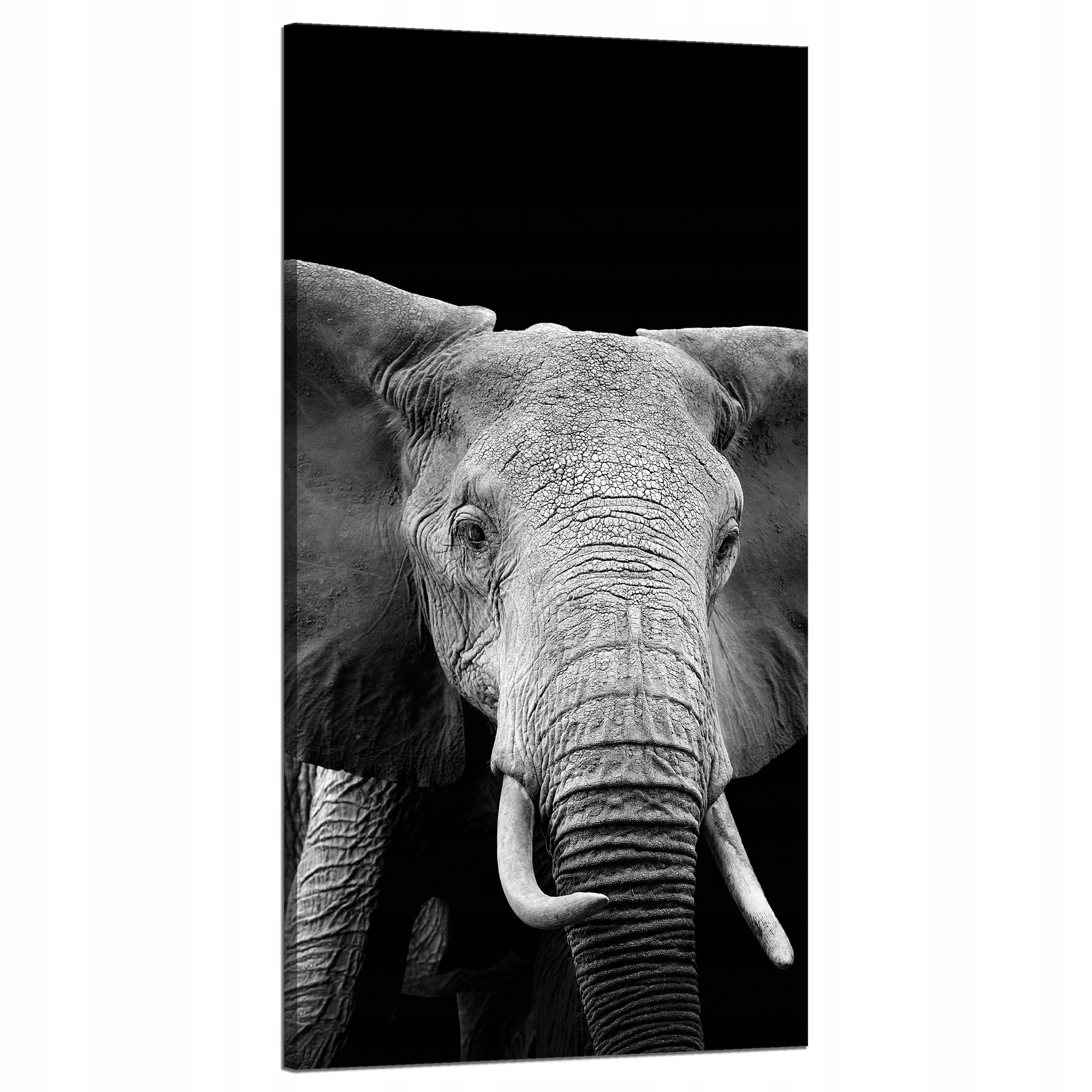 Obraz na plátně Šedý velký slon na černém pozadí 60x120 cm