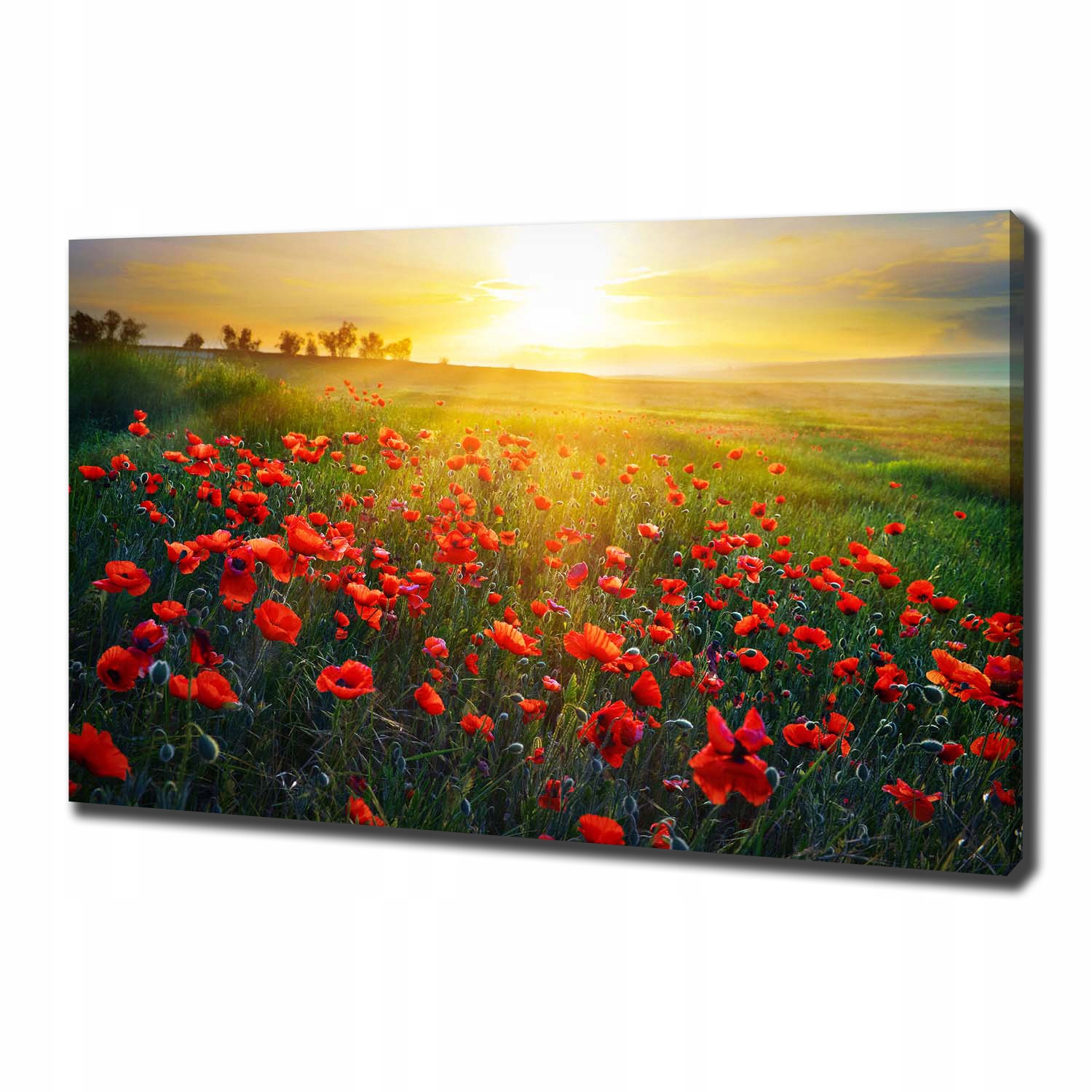 

Foto obraz canvas na ścianę Pole maków 100x70 cm