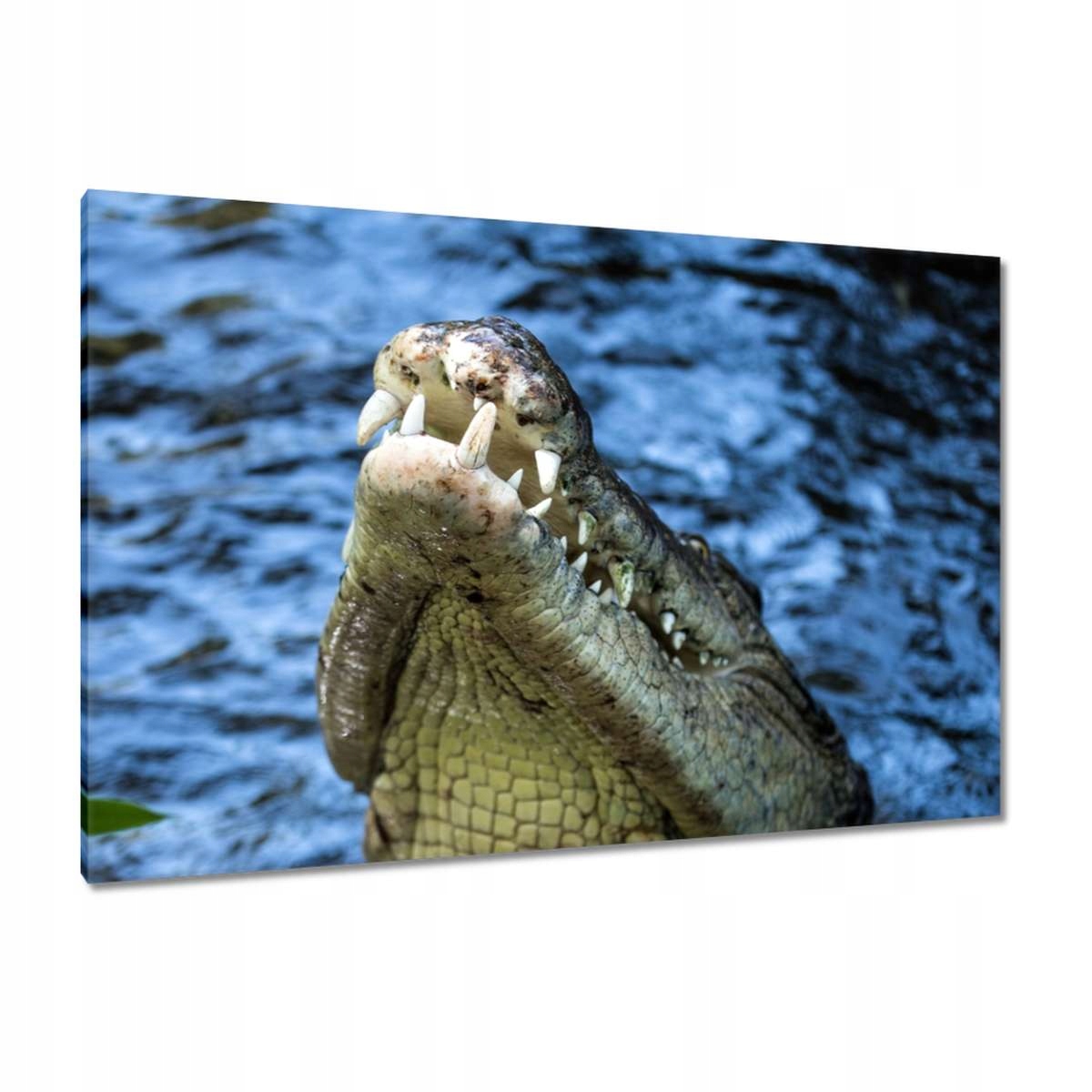 Obrazy 120x80 Zvířata Zvířátka