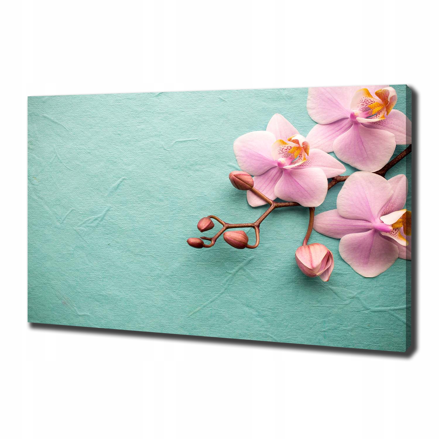 

Foto obraz canvas na ścianę Orchidea 100x70 cm