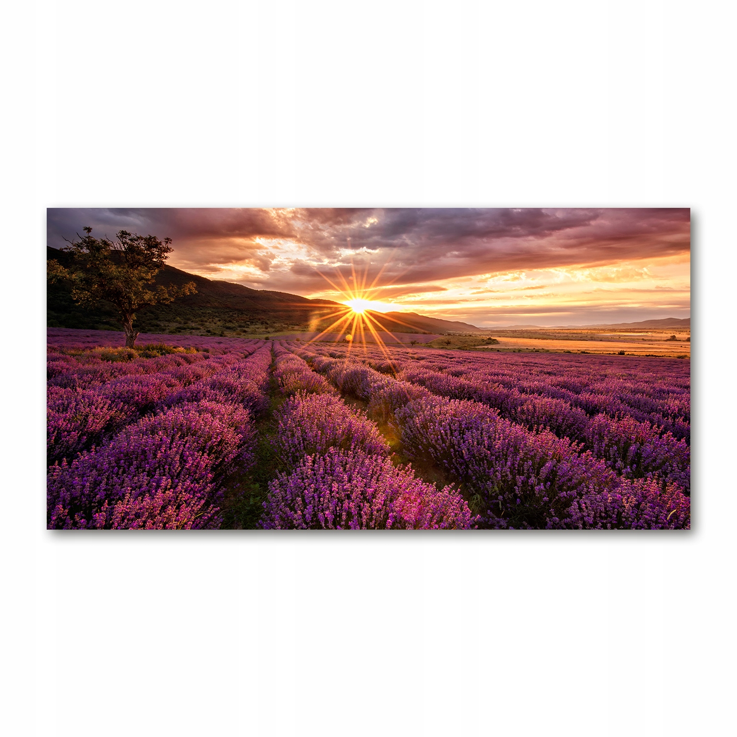 

Foto-obraz akrylowy Pole lawendy zdjęcie 140x70 cm
