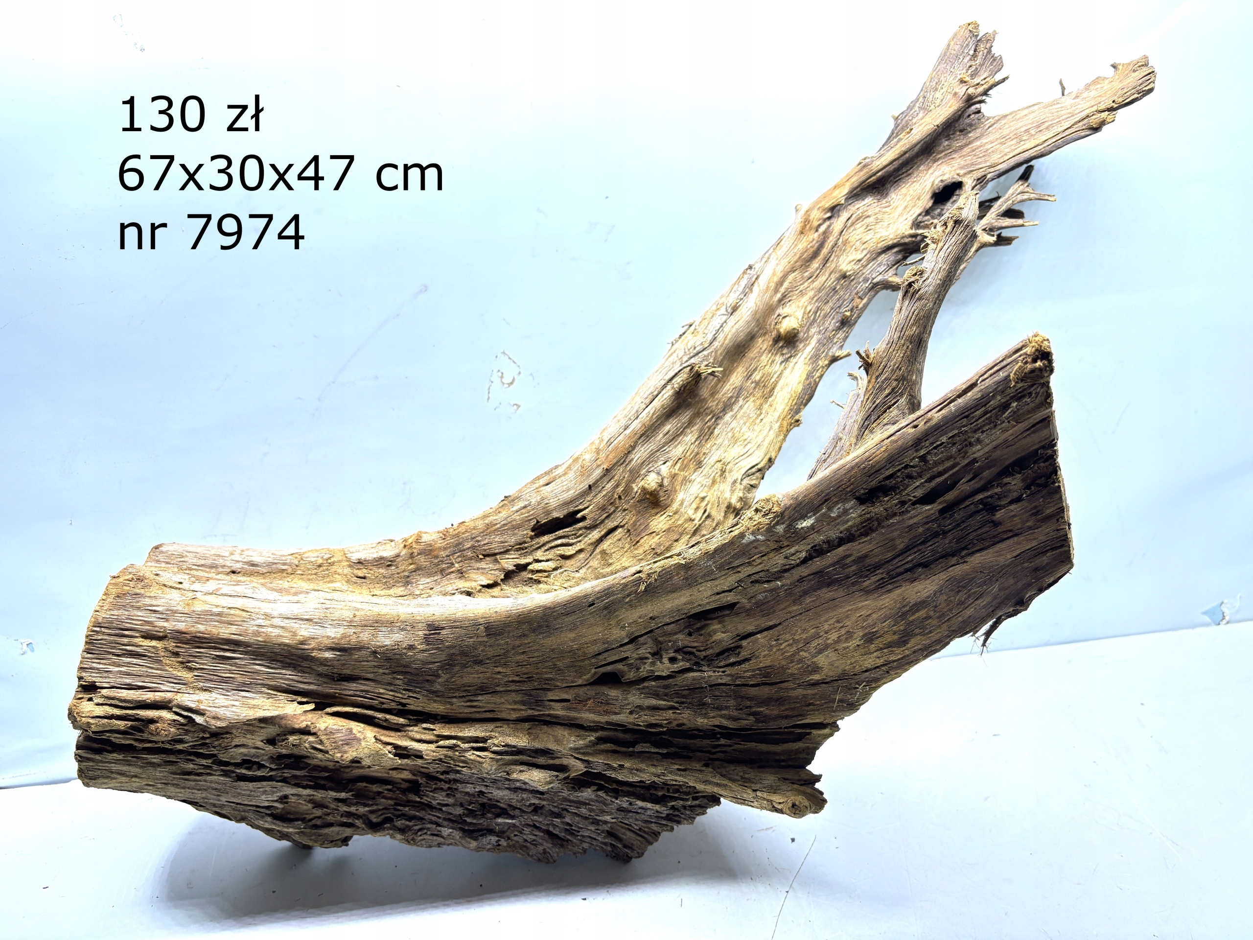 Korzeń Mangrowca mangrowiec nr 7974