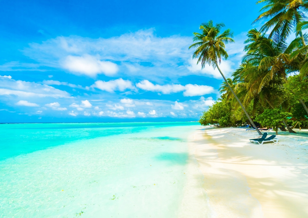 

Fototapeta Flizelinowa Morze Palmy 208x146