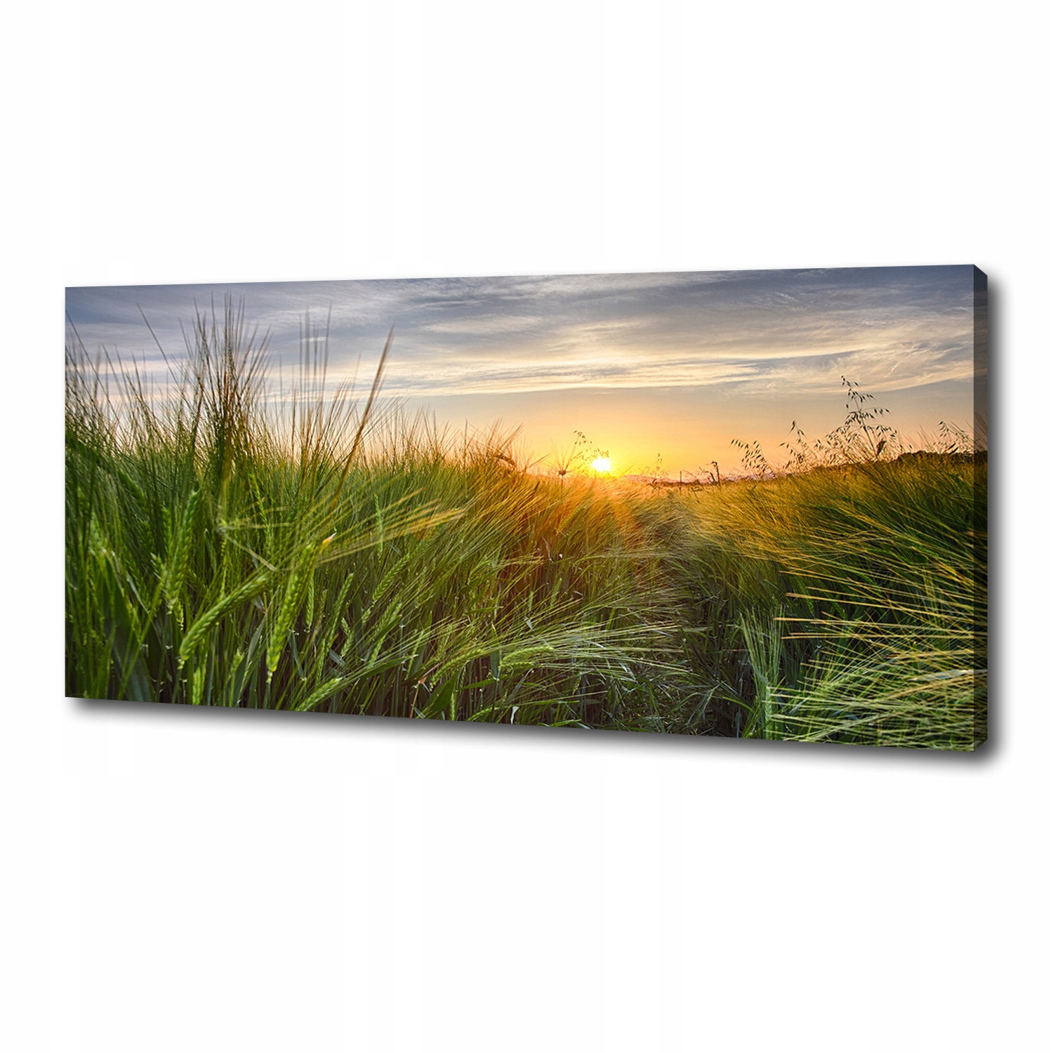 

Foto obraz na płótnie Pole pszenicy 125x50 cm