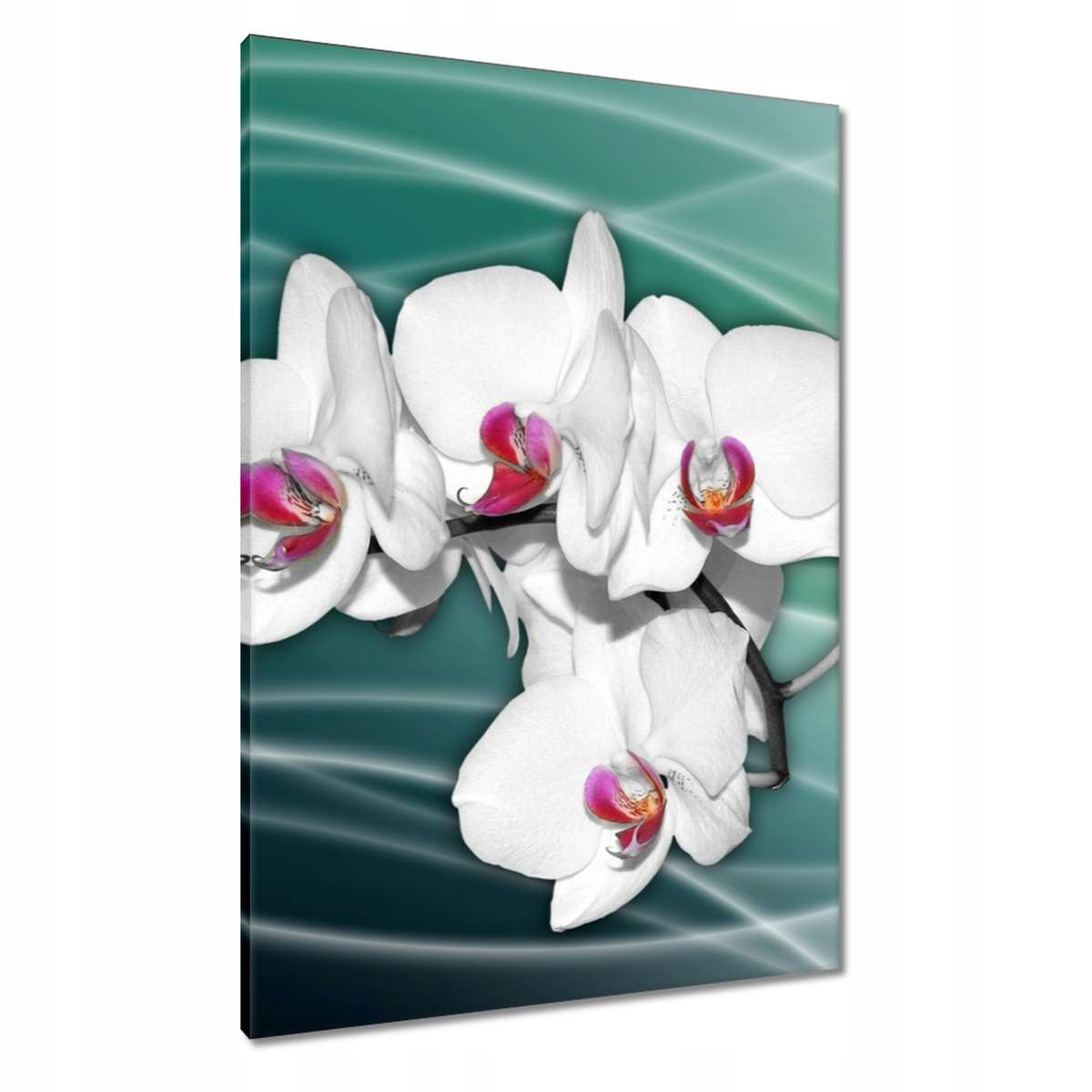 Obrazy 70x100 Orchideje květiny