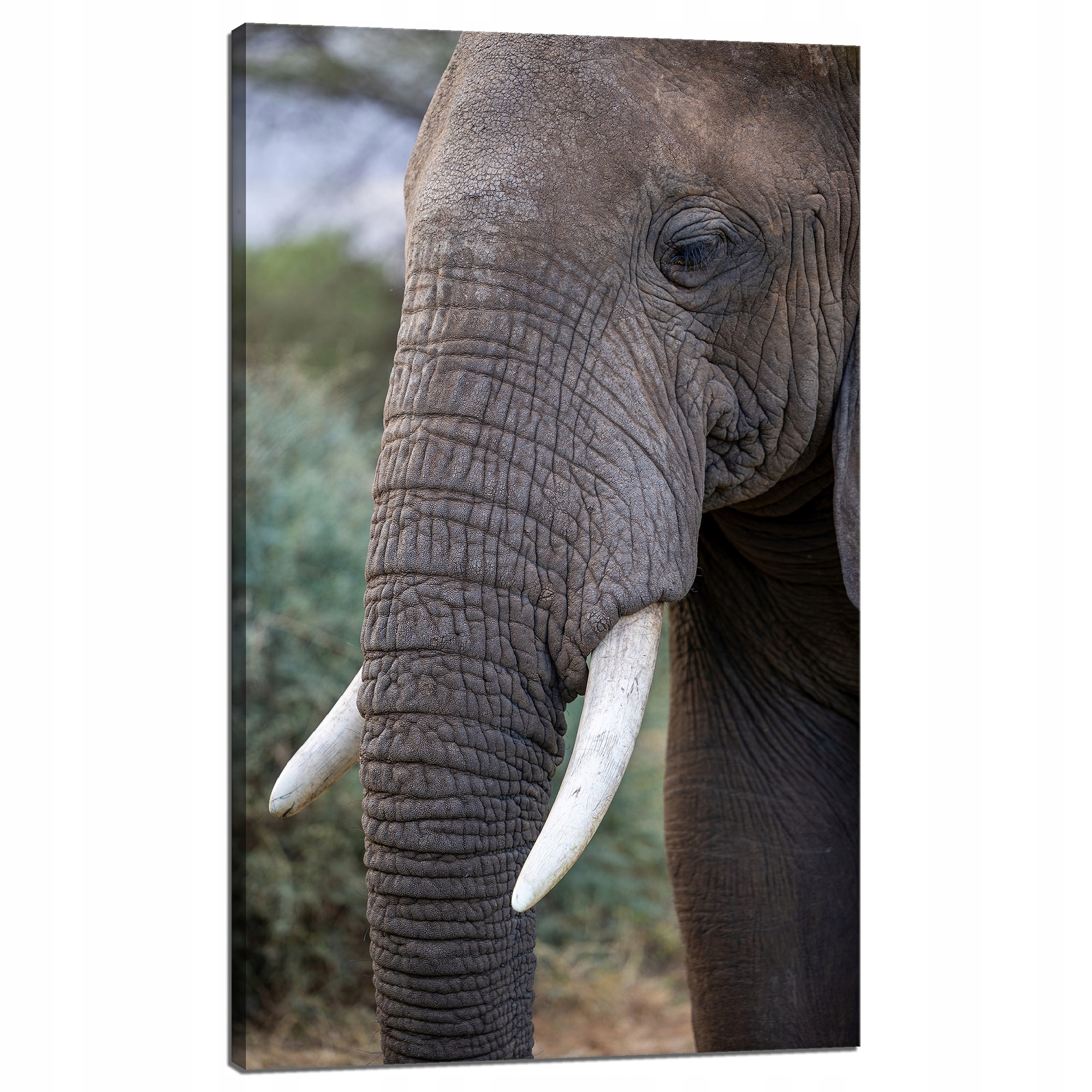 Obraz Canvas Zvířata Slon Afrika Savana 60x100