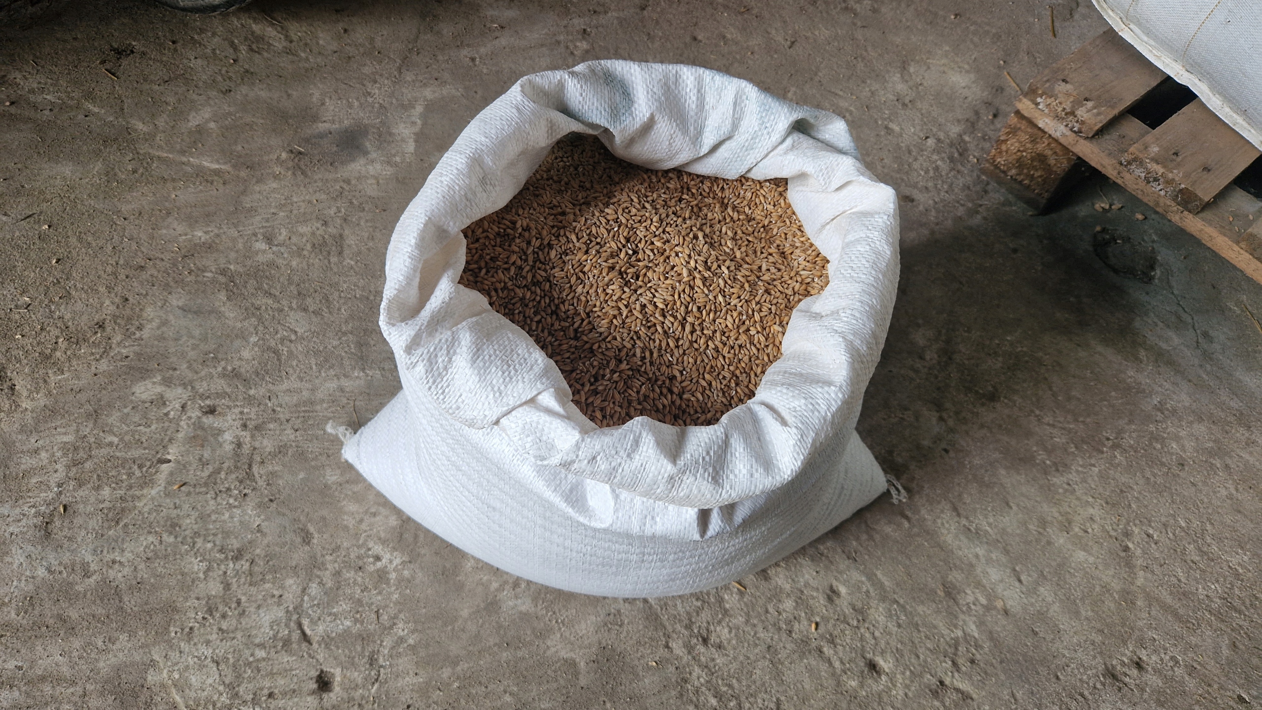 Pszenżyto 25 kg ziarno karma pasza zboże gołębi Marka inna