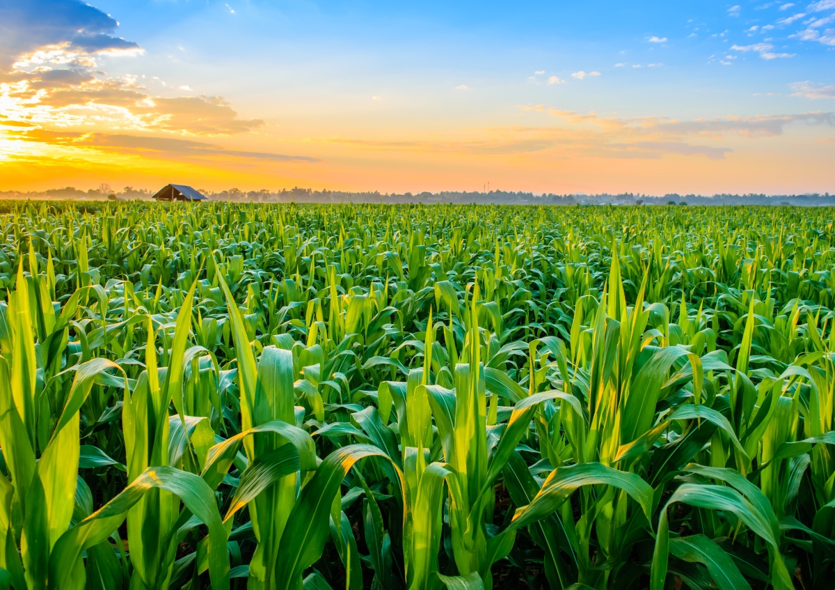 

Fototapeta Flizelinowa Pole kukurydzy 312x219