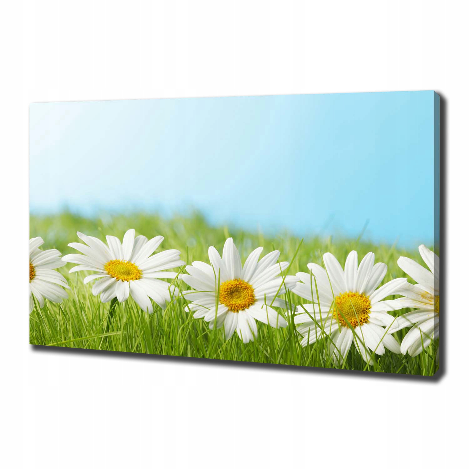 

Foto obraz canvas na ścianę Stokrotki 100x70 cm