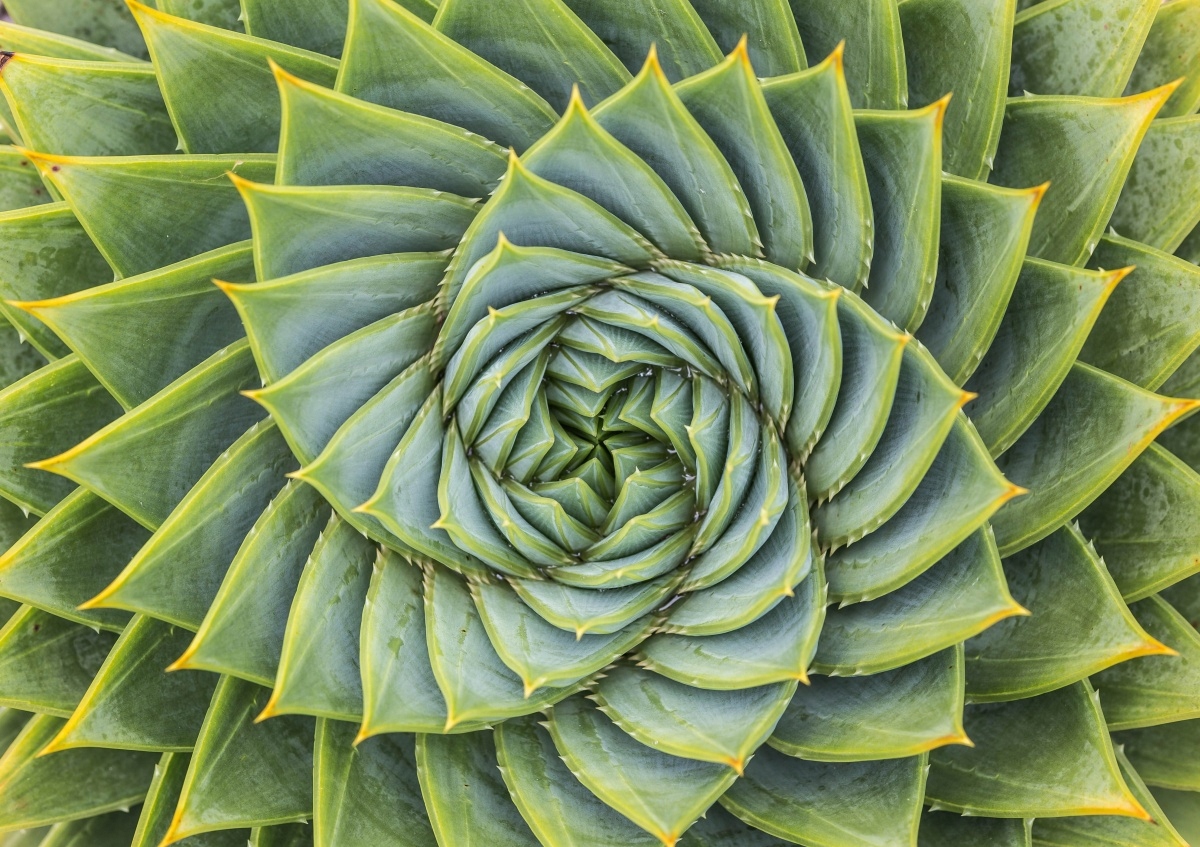 

Tapeta flizelinowa Aloes Symetria 208x146