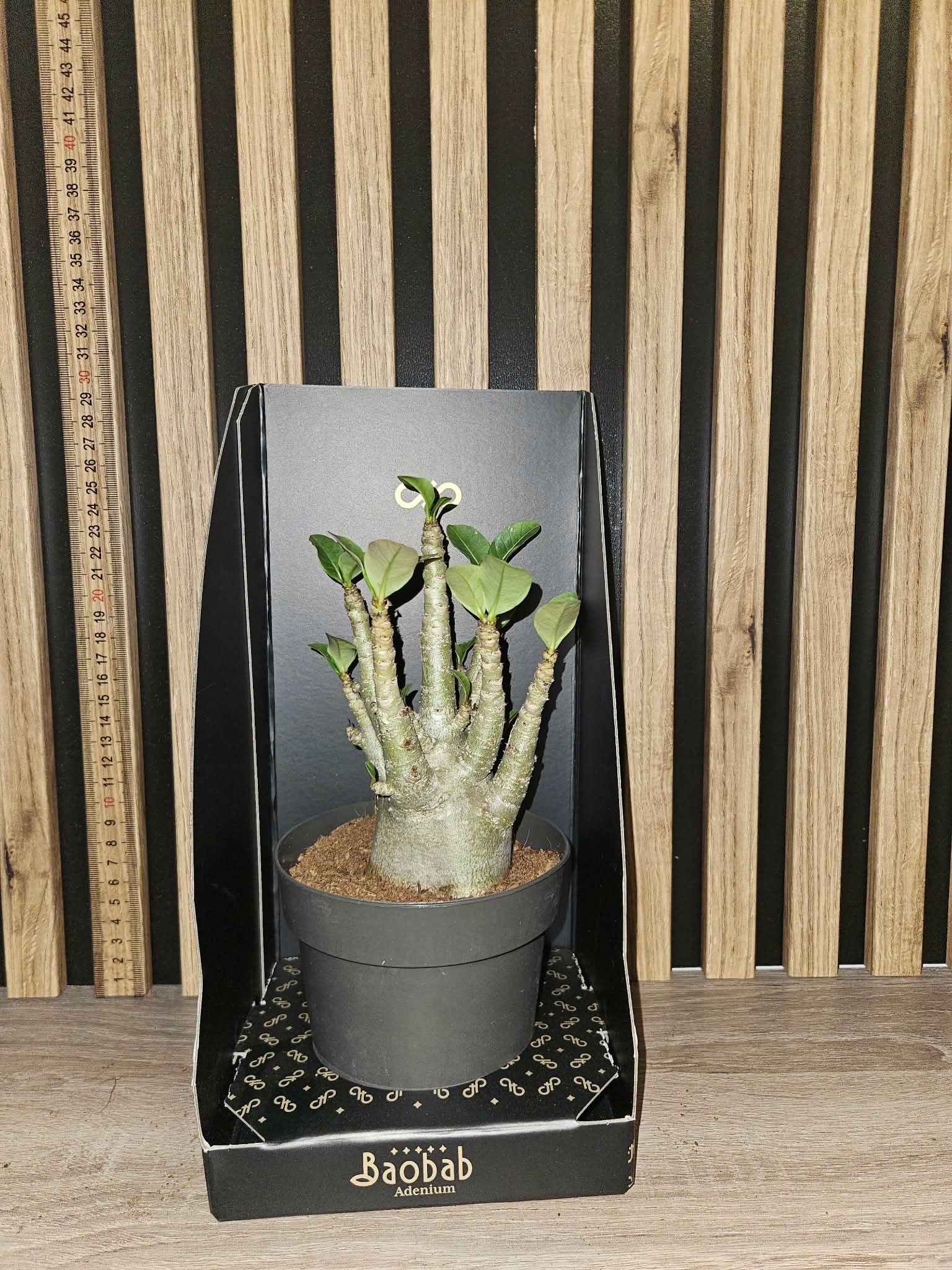 Róża Pustyni Adenium Baobab-10 25 cm