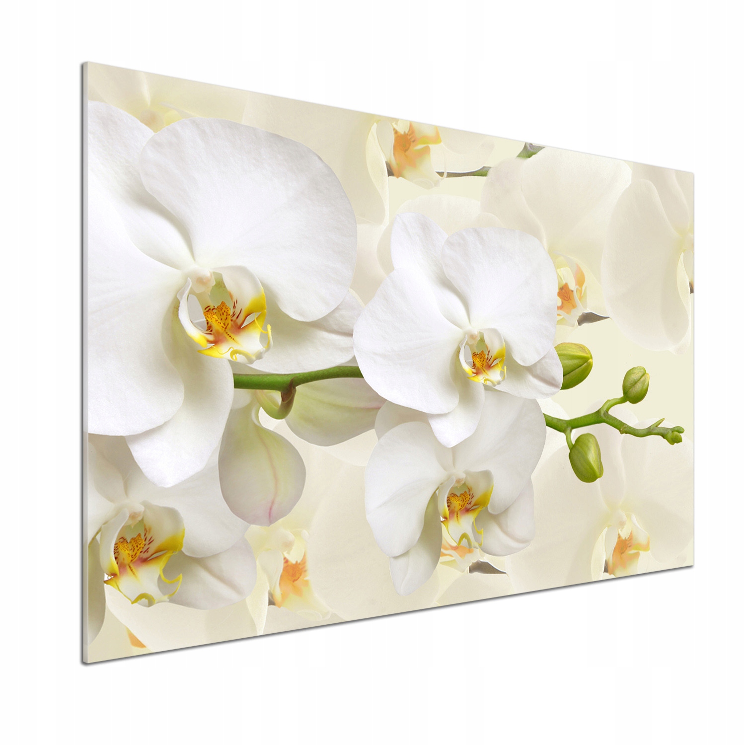 Panel mezi nábytkem v kuchyni Orchidej 100x70 Lepidlo