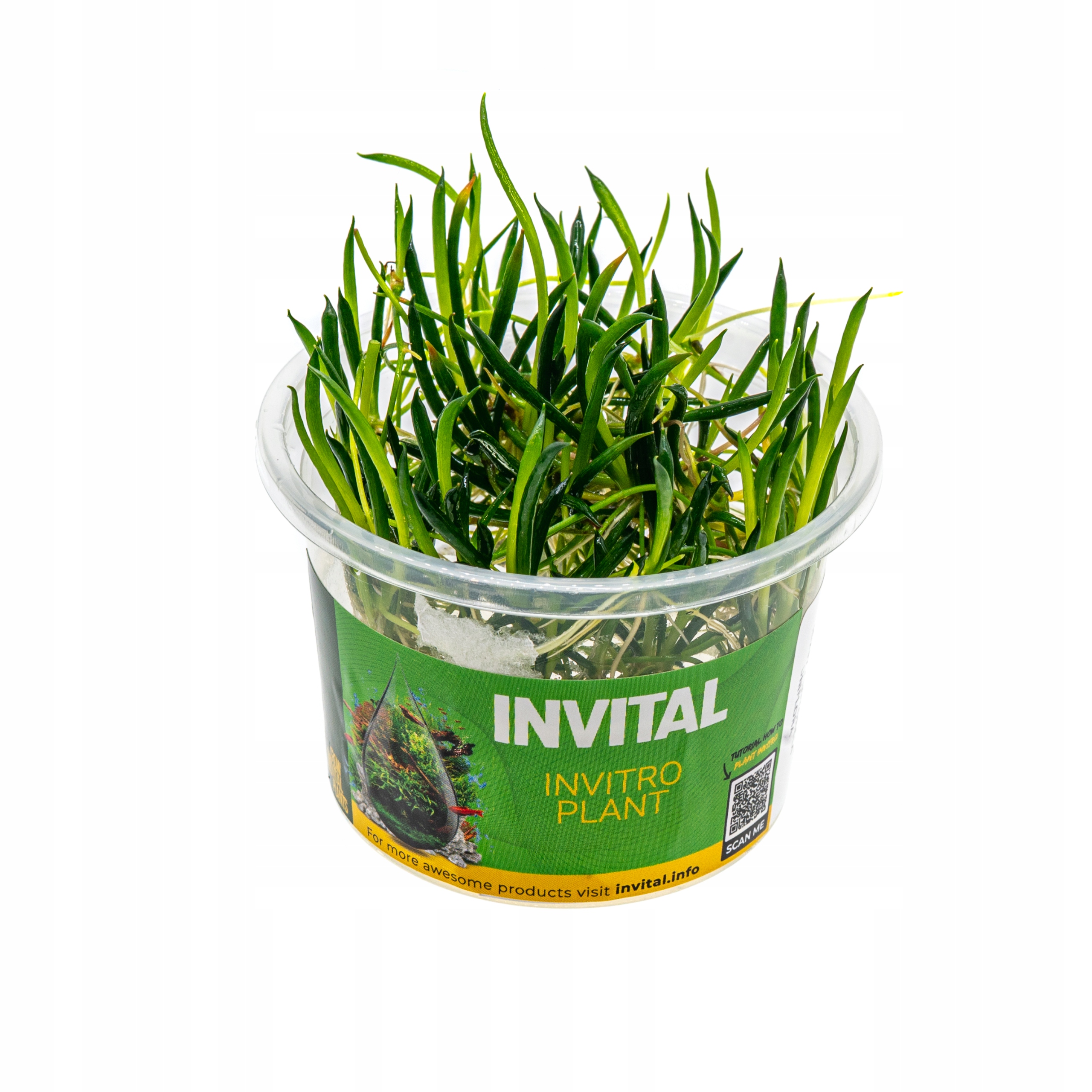 INVITAL Littorela uniflora in vitro Ø 7 cm