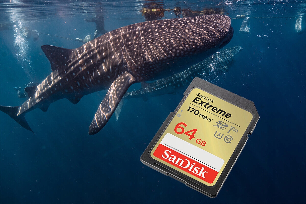 Karta pamięci SANDISK Extreme SDXC 64GB Typ karty SDXC