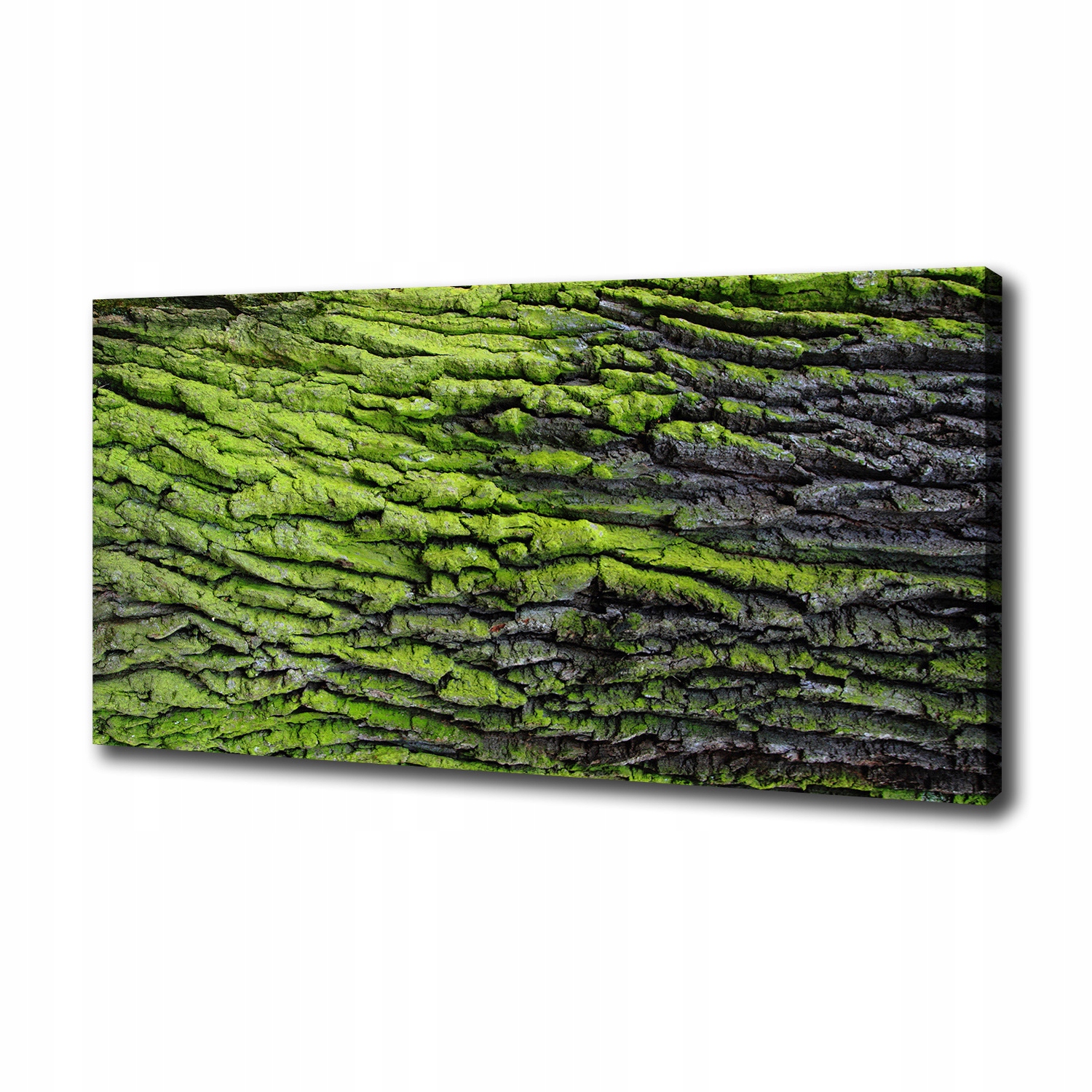 

Foto obraz canvas na ścianę Kora drzewa 100x50 cm