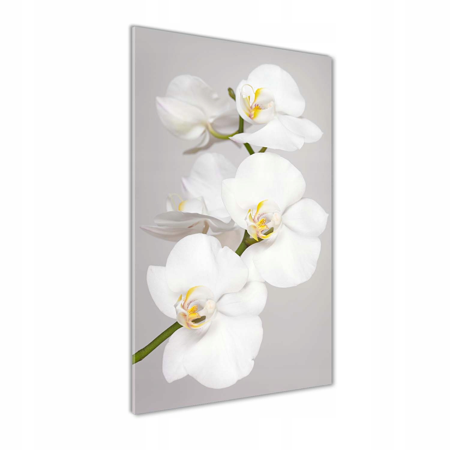 

Foto obraz zdjęcie na szkle Biała orchidea 50x100