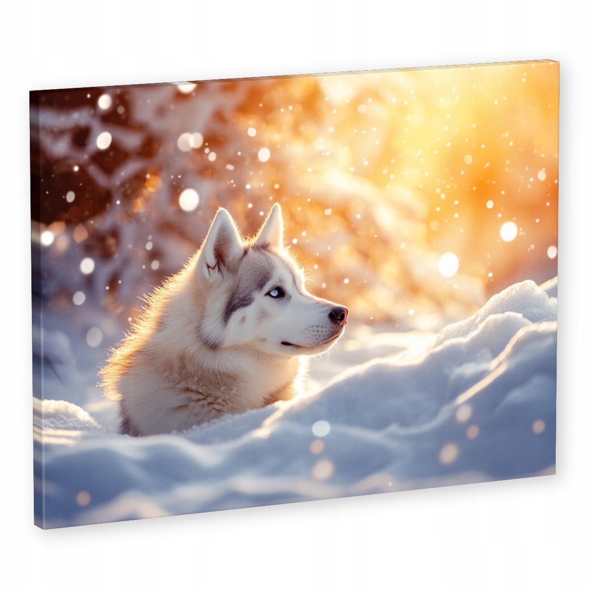Obraz Na Plátně Canvas Pes Sibiřský Husky Sníh Zima Mráz Slunce 80x60