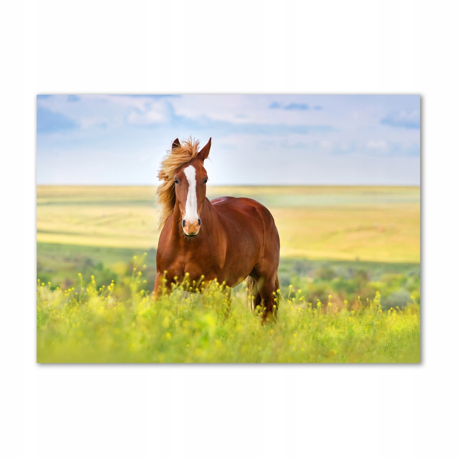

Foto-obraz szkło akrylowe Brązowy koń 100x70 cm