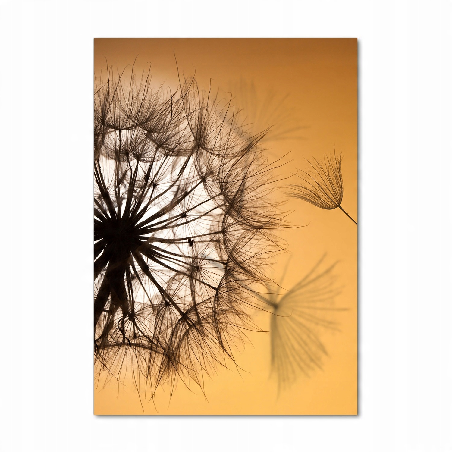 

Foto obraz akrylowy na ścianę Dmuchawiec 70x100cm