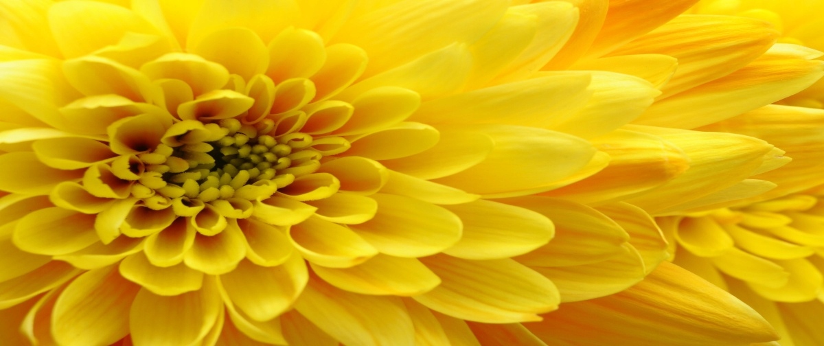 

Tapeta flizelinowa Kwiat Żółty 250x104